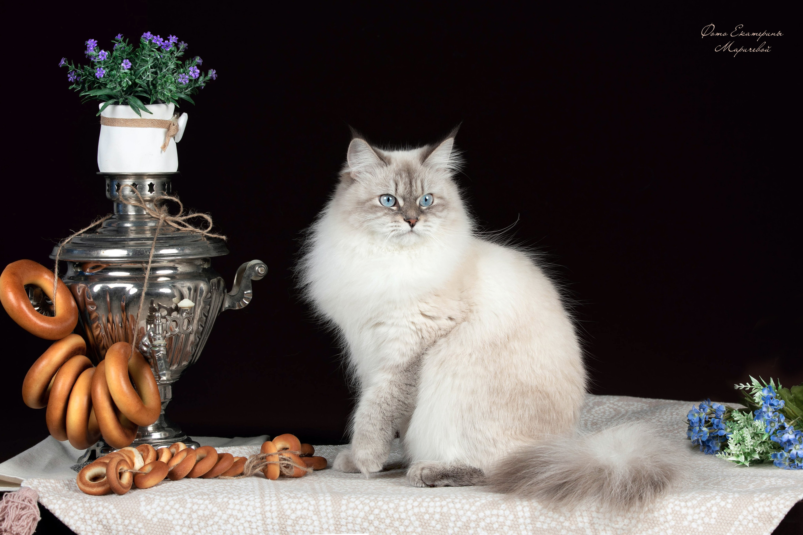 Стендовая съёмка на выставках кошек. Фотограф-анималист в Омске Екатерина Маричева
