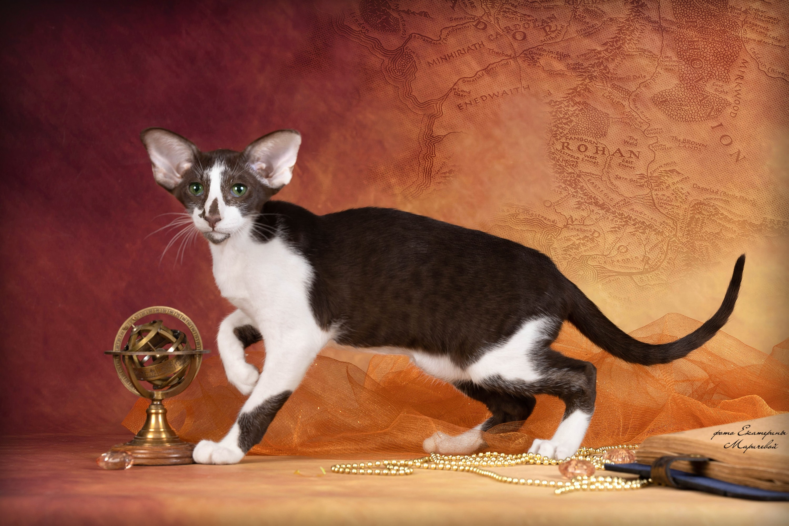 Галерея котят. Фотограф-анималист в Омске Екатерина Маричева