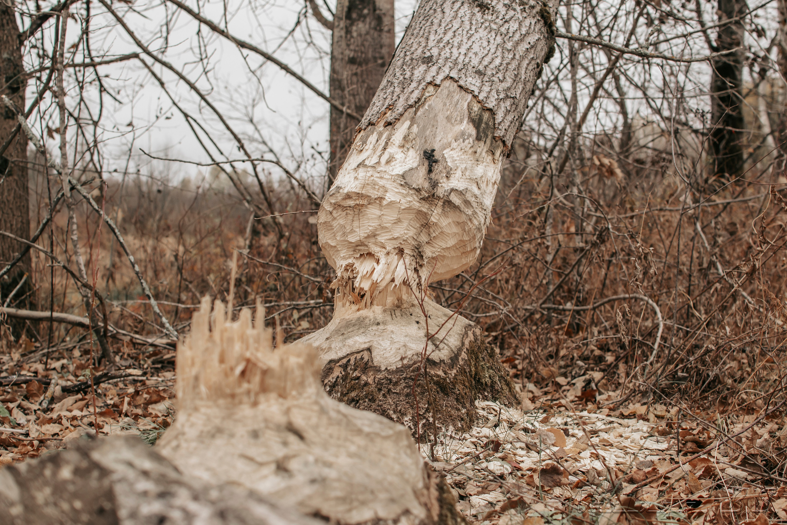 Поход. Фотограф в Ветлуге Сергей Белов (VETLUGA B.S.)