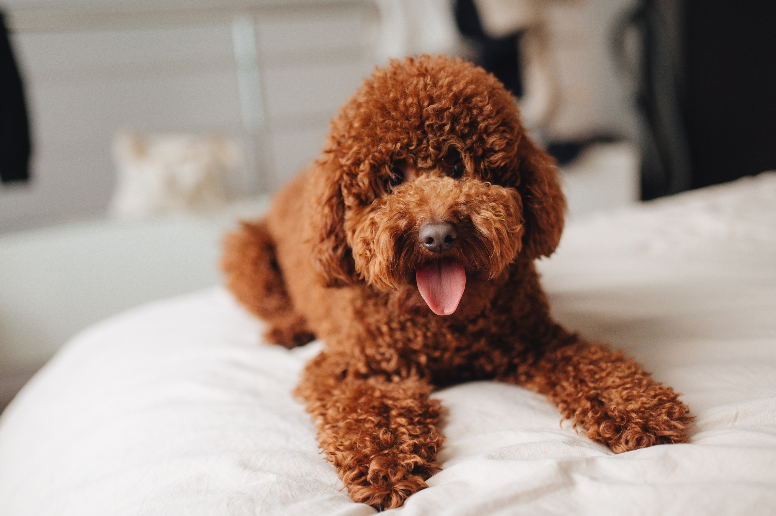 Рената и Луи. Фотограф Прага | Photographer Prague| Фотограф в Праге Яра Куркус