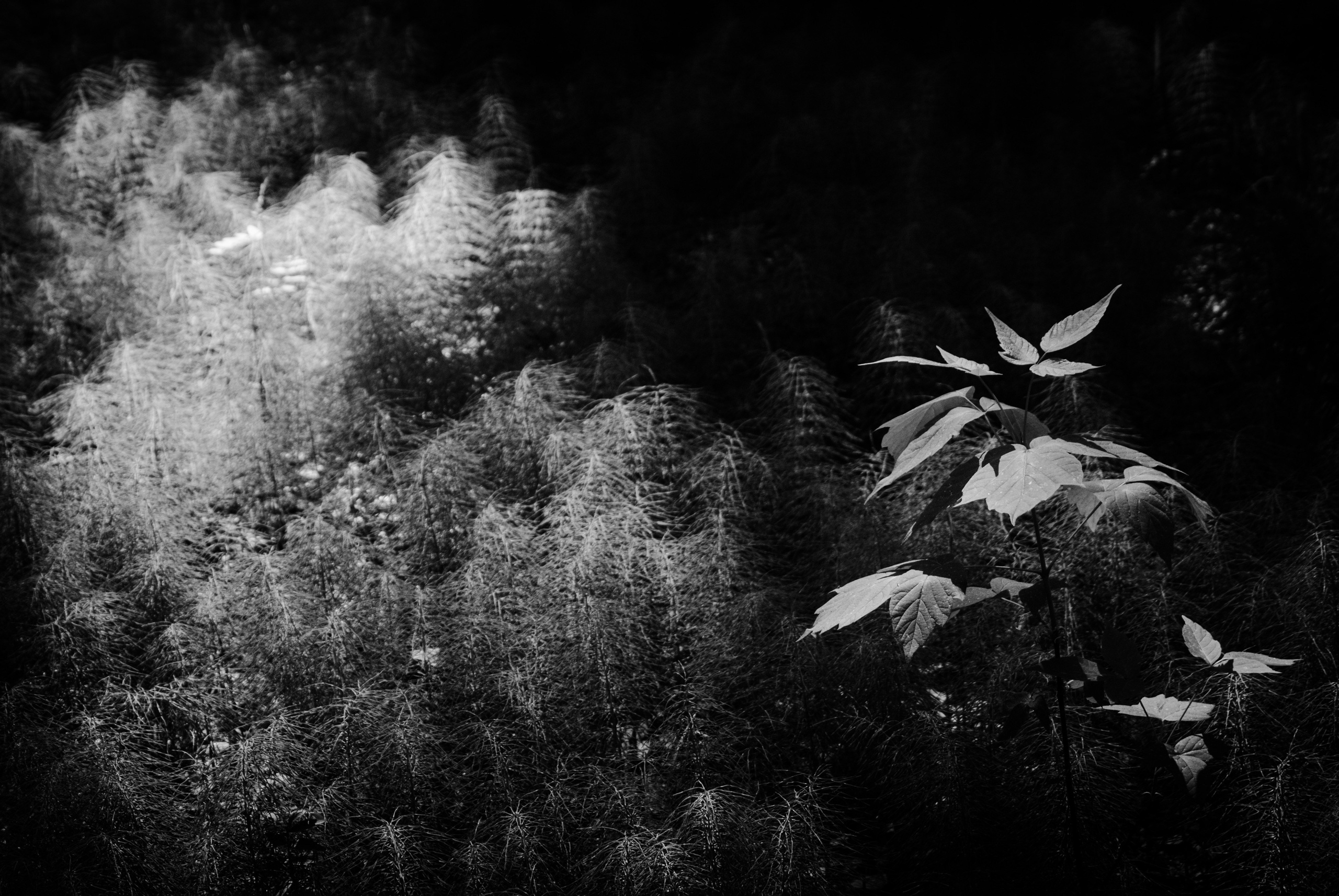 Внутривенные сны (2018-2023)