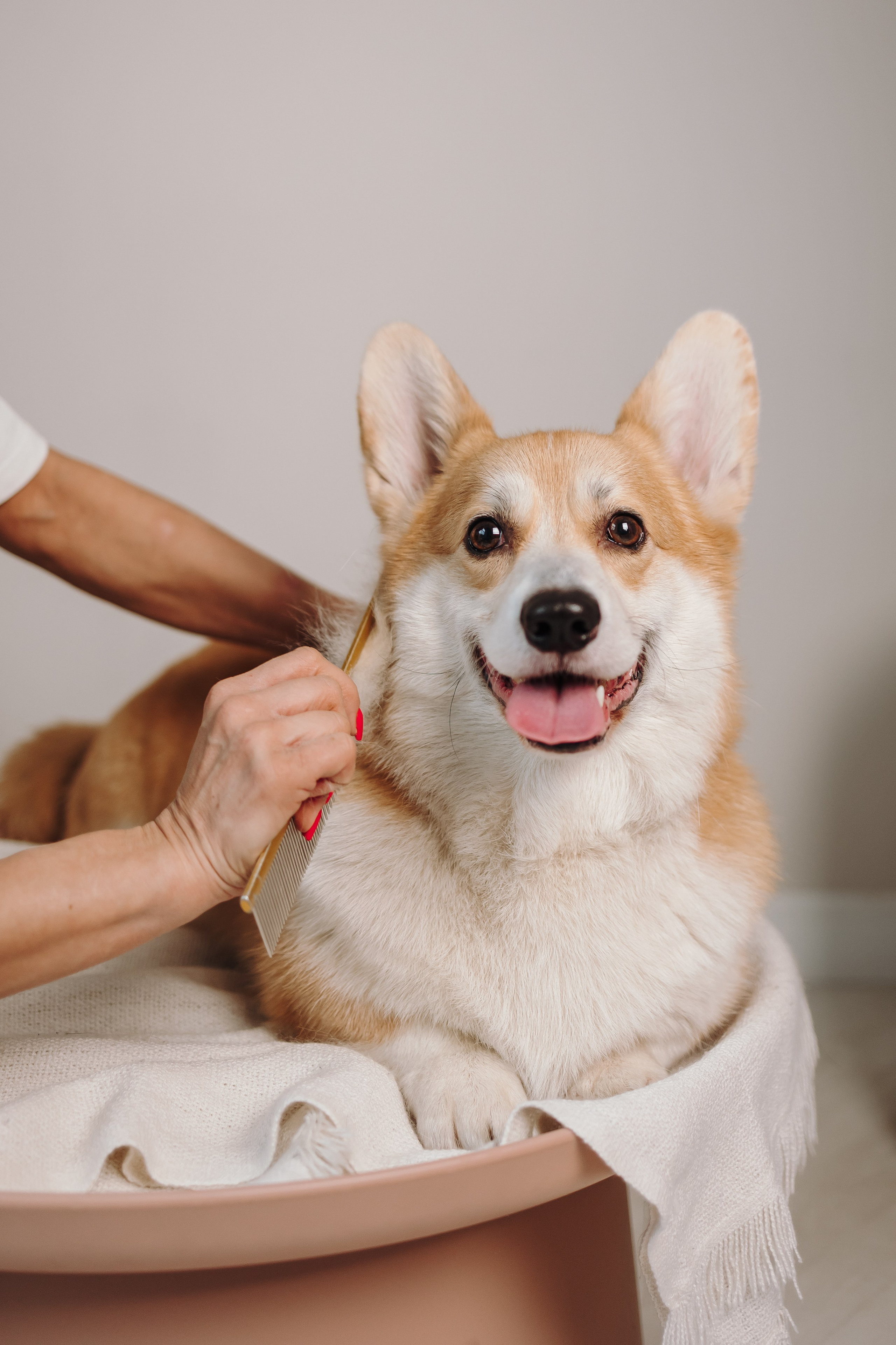 Груминг. Фотограф-анималист в Санкт-Петербурге Алина Яхонт