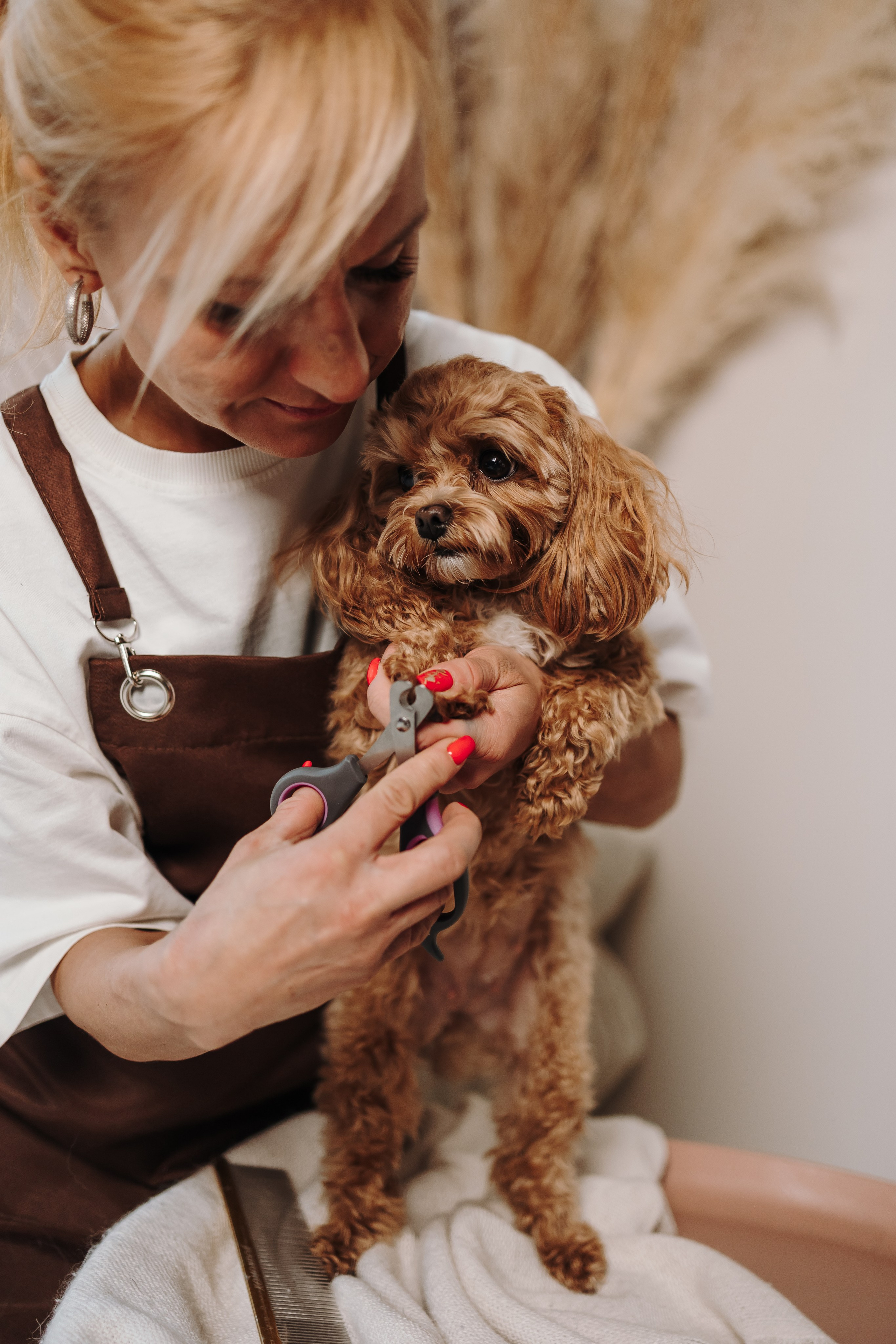 Груминг. Фотограф-анималист в Санкт-Петербурге Алина Яхонт