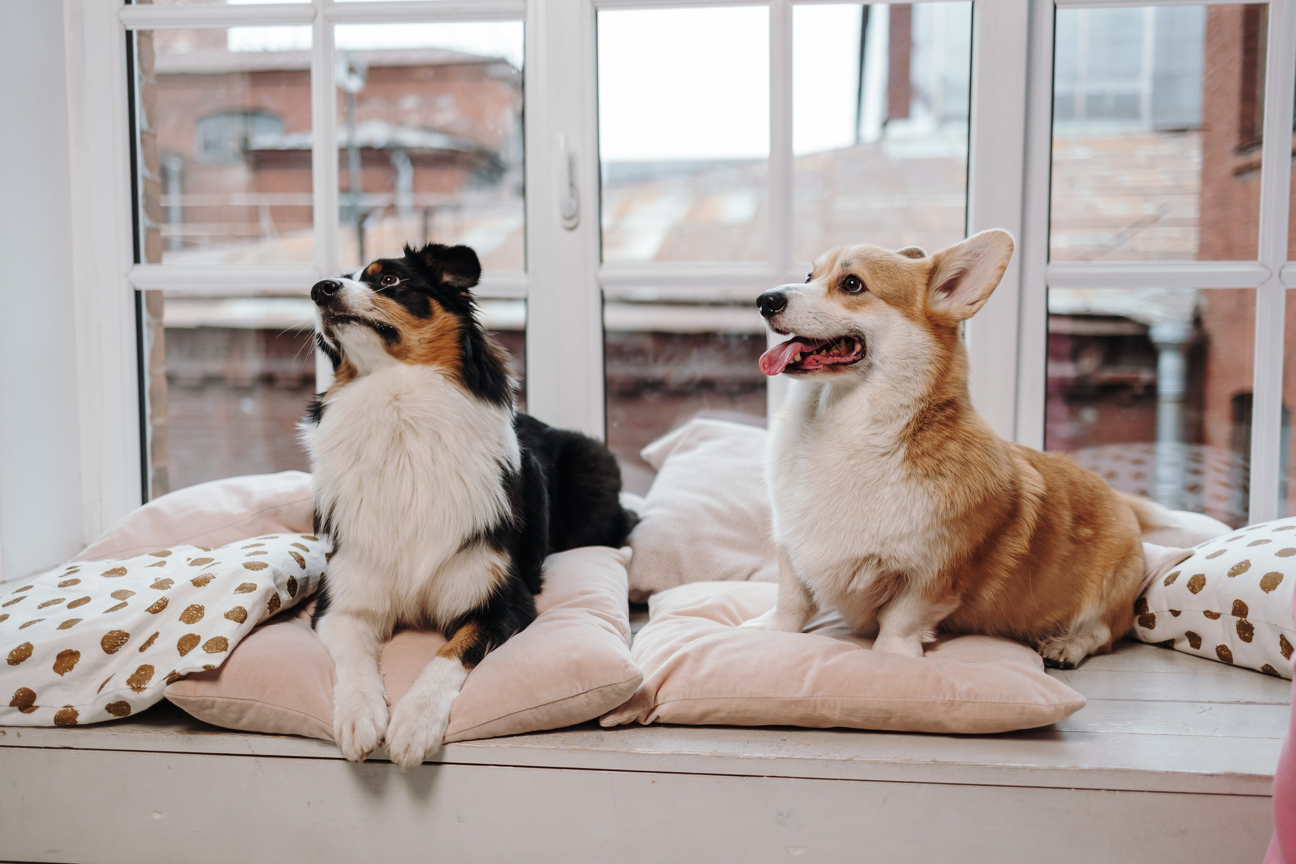 Груминг. Фотограф-анималист в Санкт-Петербурге Алина Яхонт