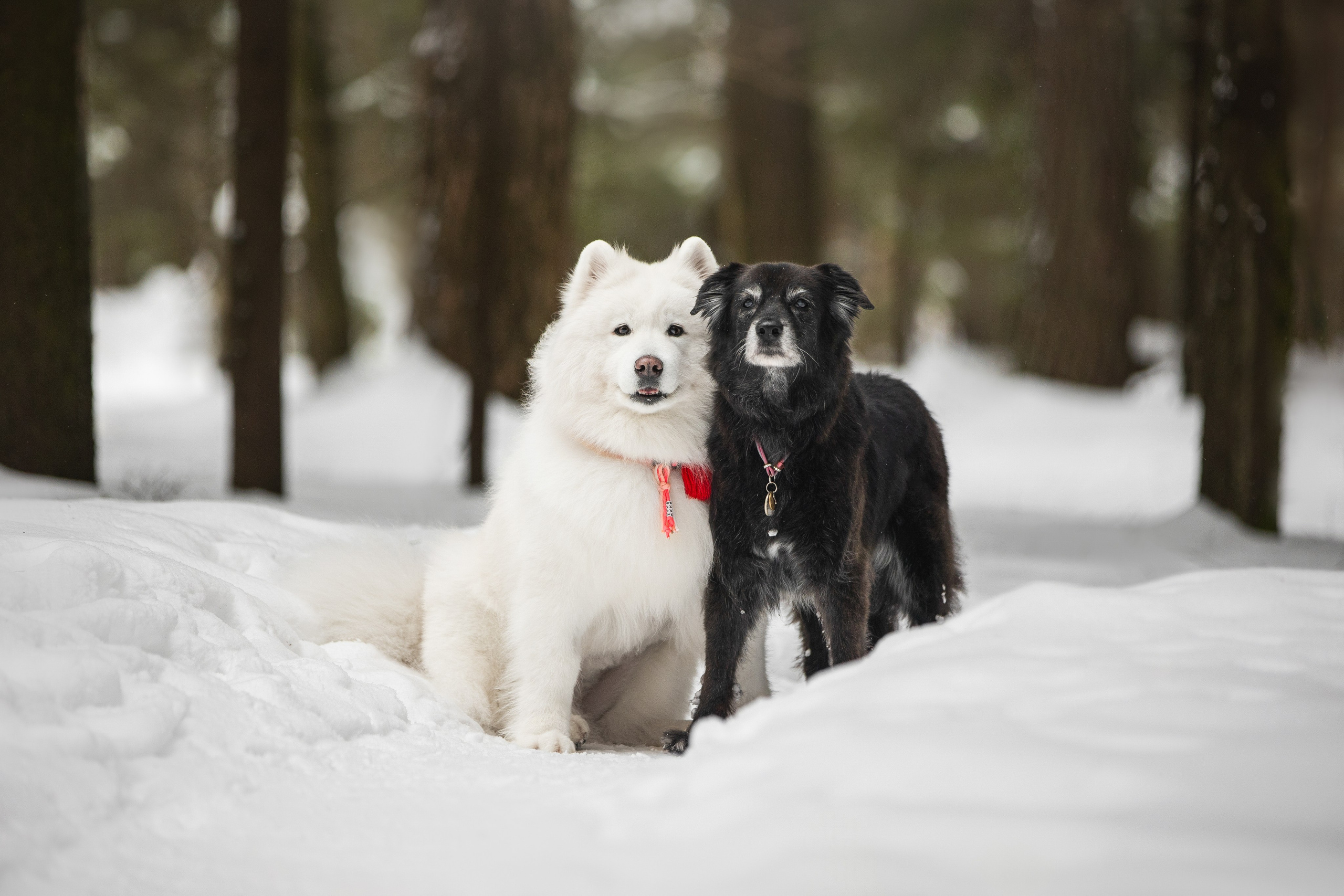 Валя, Варя и Лада. Фотограф анималист в Москве Майорова Евгения