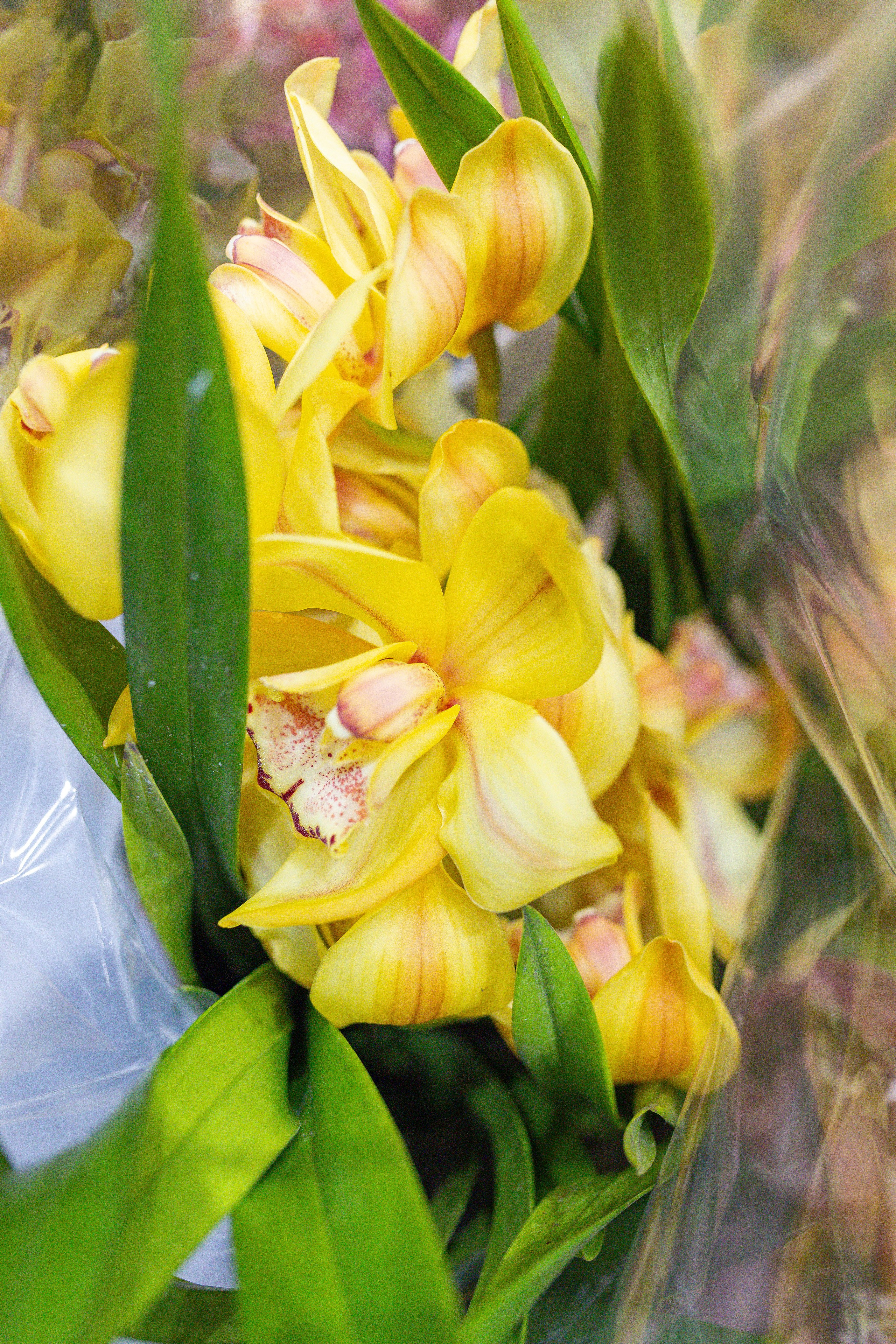 Орхидиум 12.2025. Александра Куликова фотограф, Москва