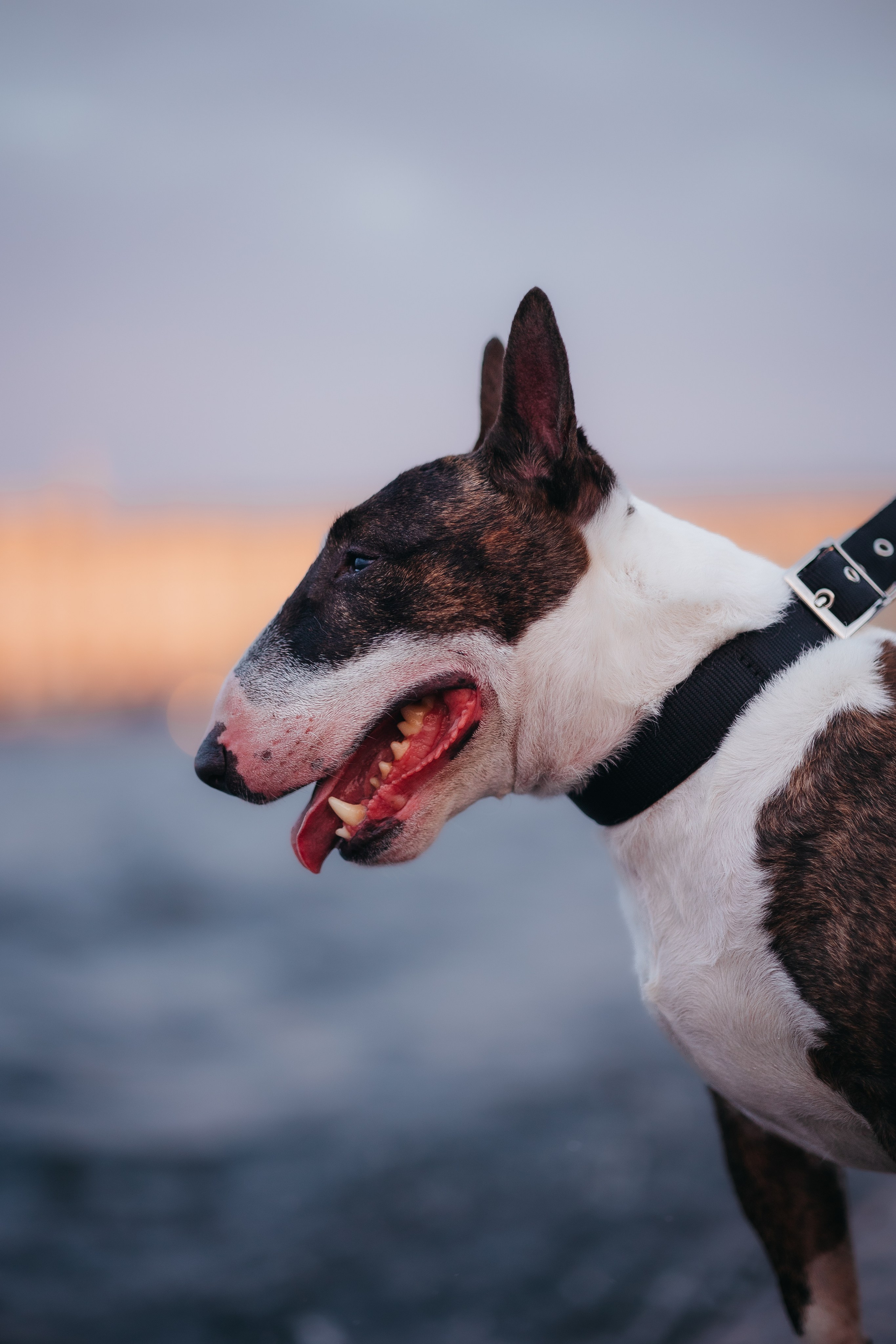 Елена и Гек. Фотограф-анималист в Санкт-Петербурге Алина Яхонт