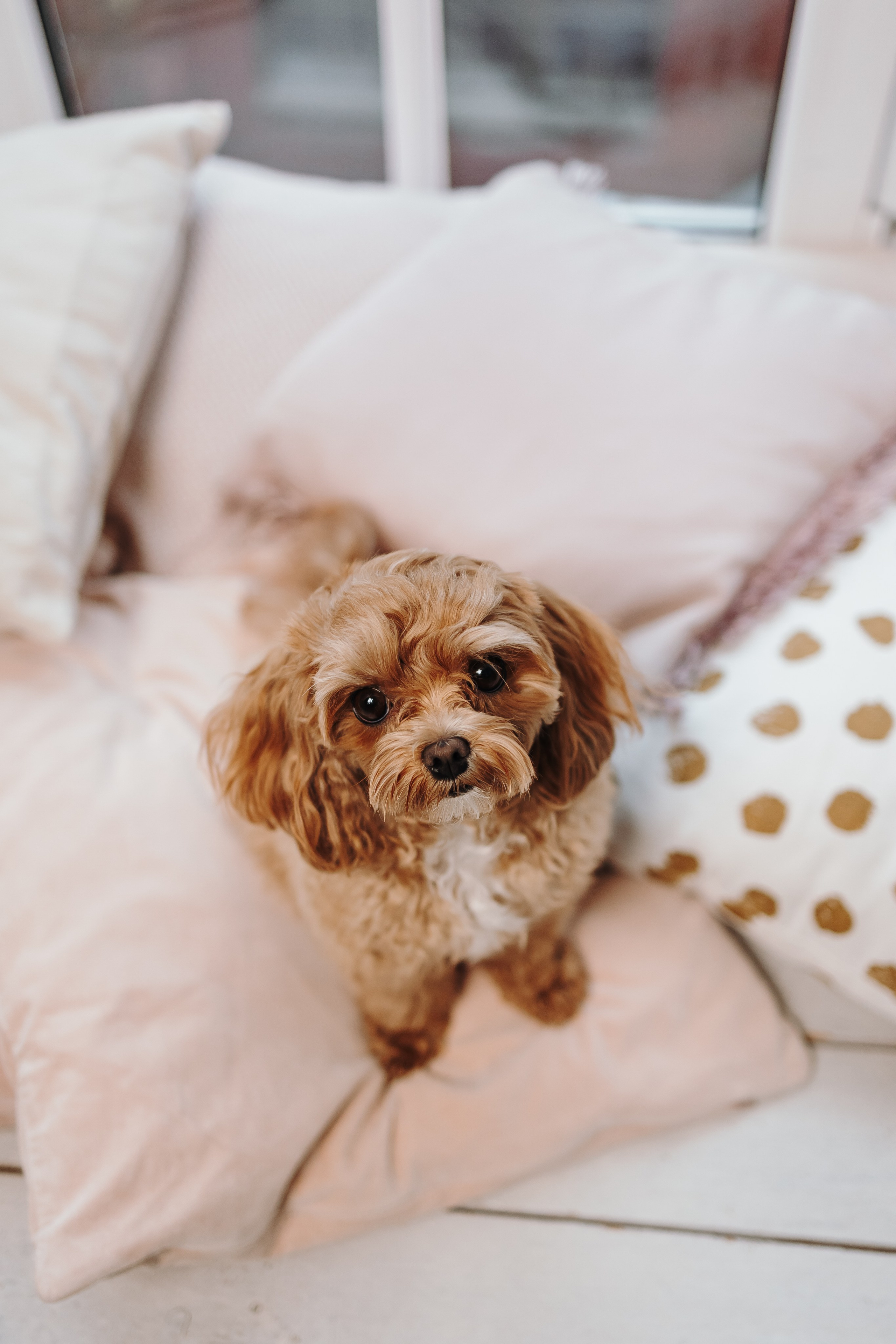 Груминг. Фотограф-анималист в Санкт-Петербурге Алина Яхонт