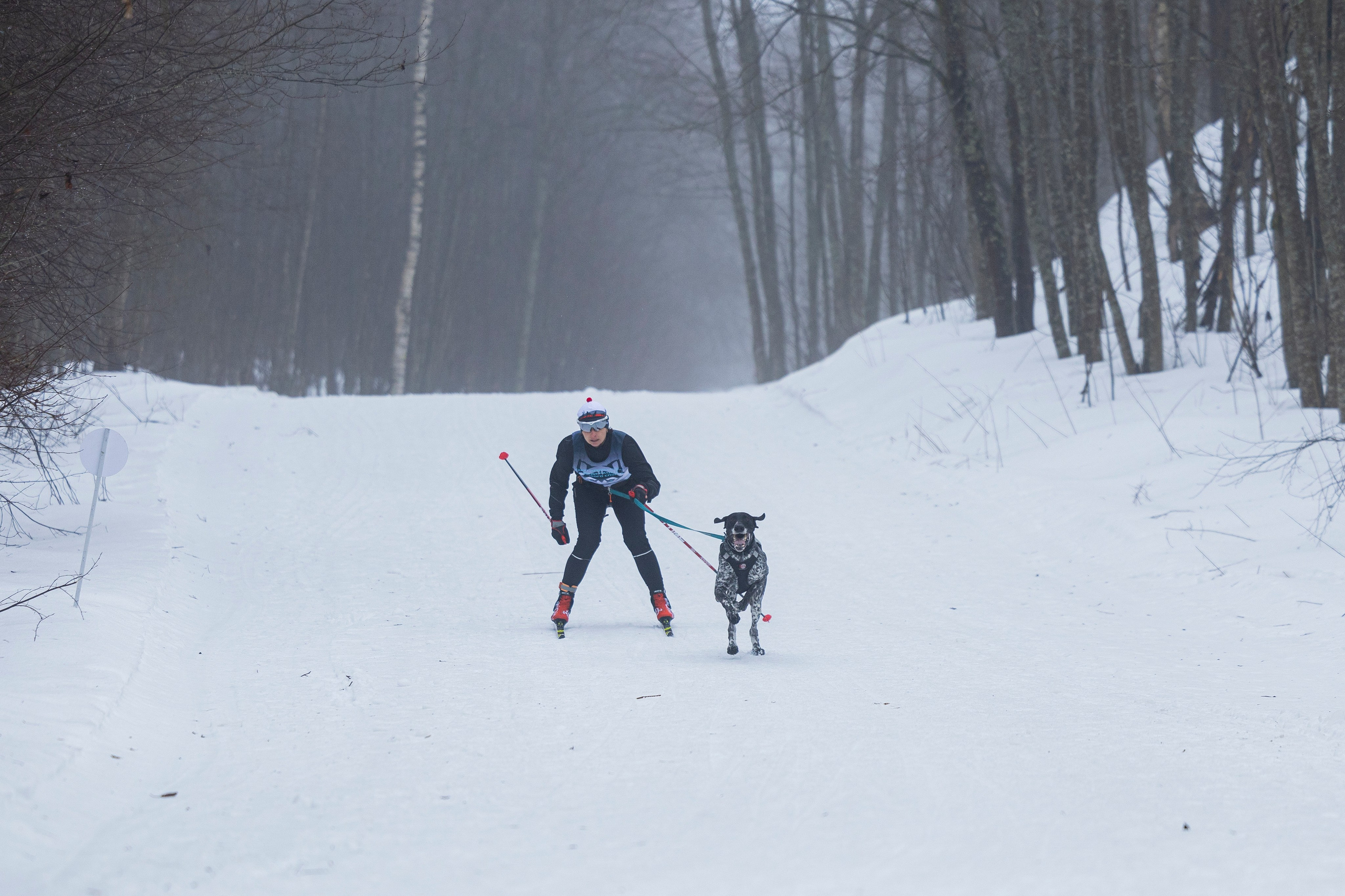 Зимний Чемпионат Санкт-Петербурга по ездовому спорту. Фотограф-анималист Анна Маринич