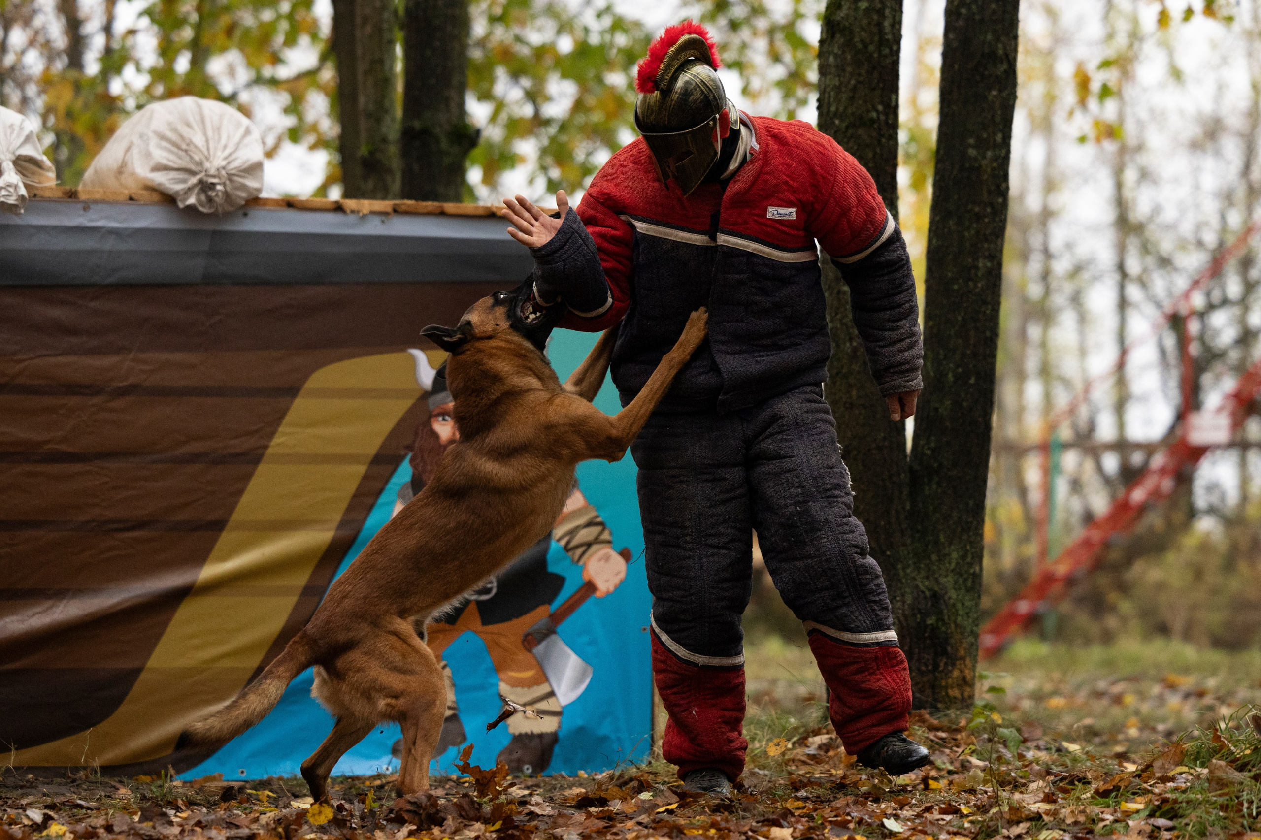 Соревнования по Мондьорингу г. Вологда. Фотограф-анималист Анна Маринич