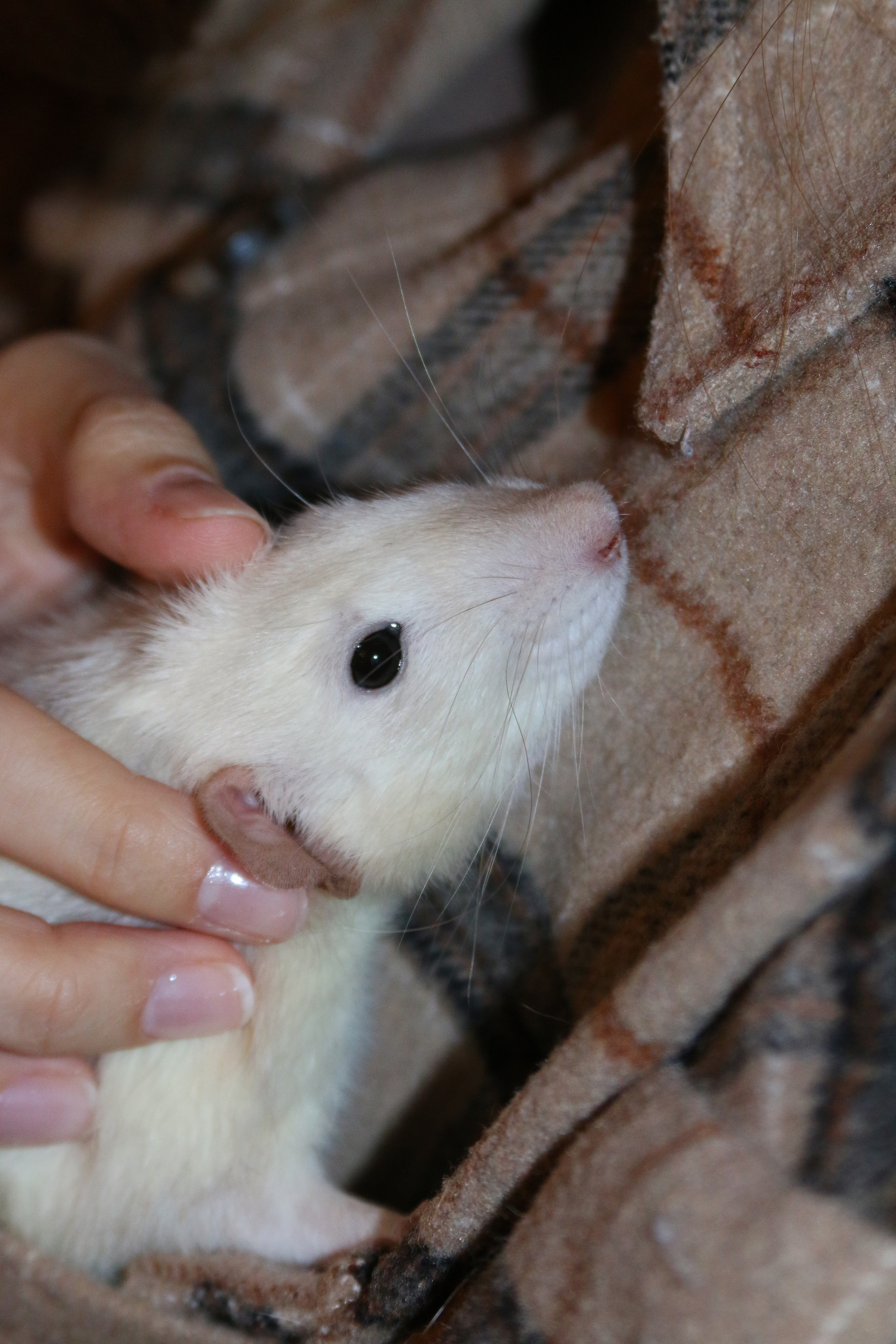 Съемка с питомцем