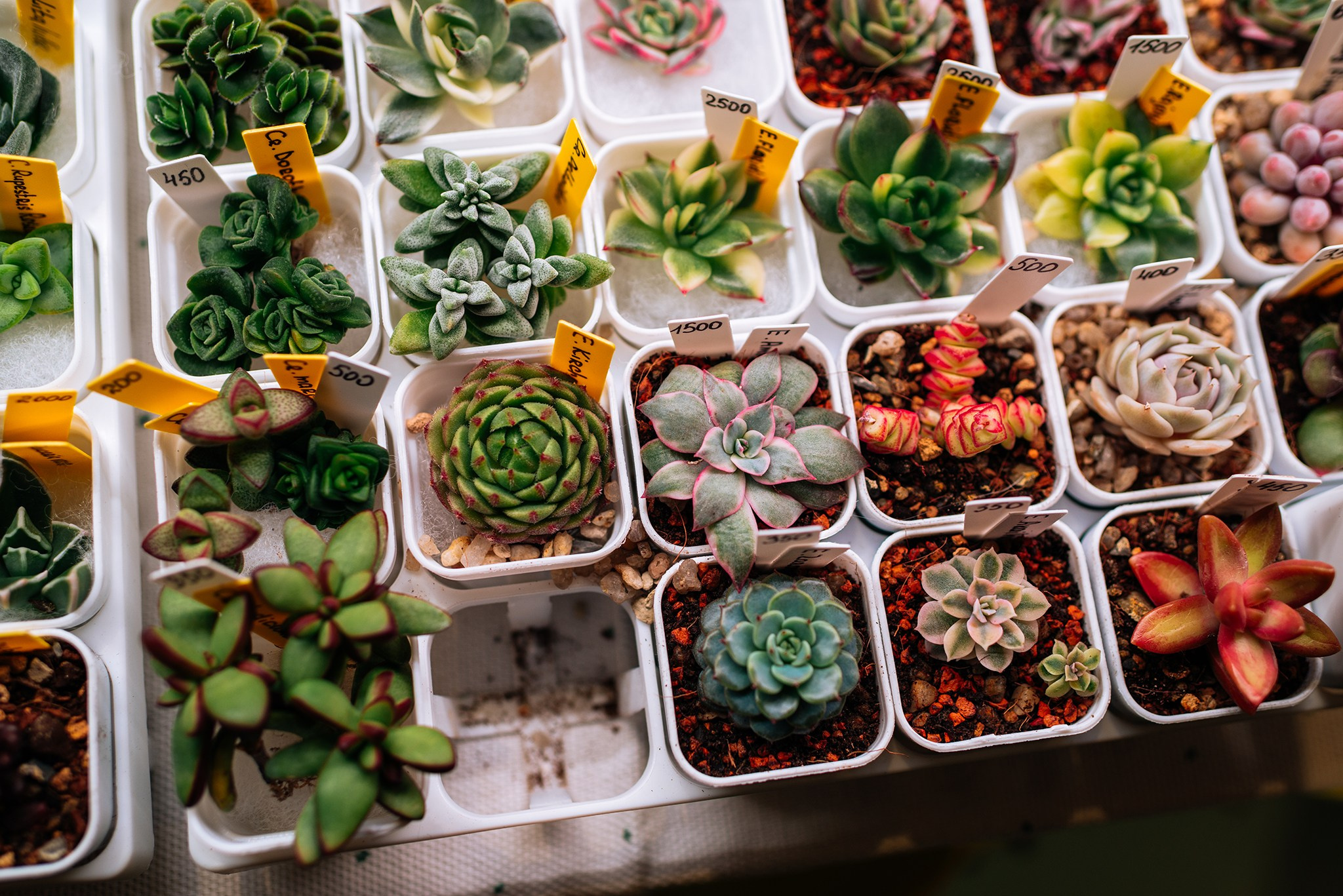 ВАУ Фест. Март 26. Репортажный фотограф в Санкт-Петербурге Анастасия Клёпова