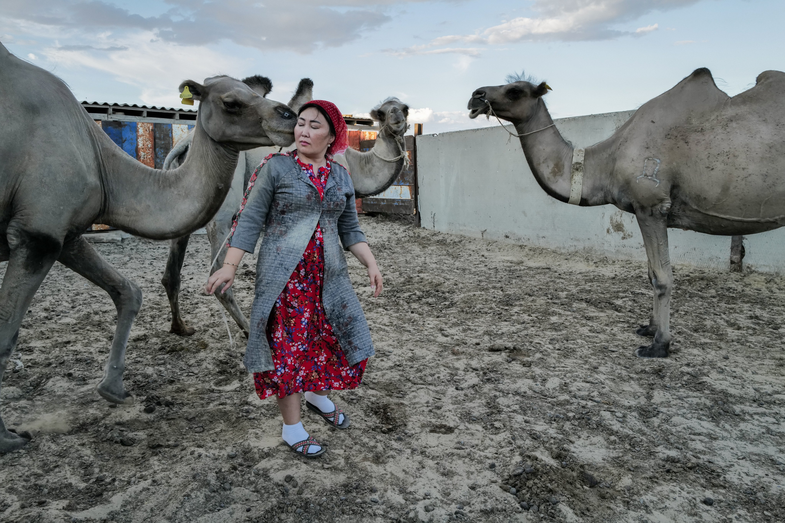 Женщина и верблюды. Село Тастубек, Кызылординская область. Июль 2024 года