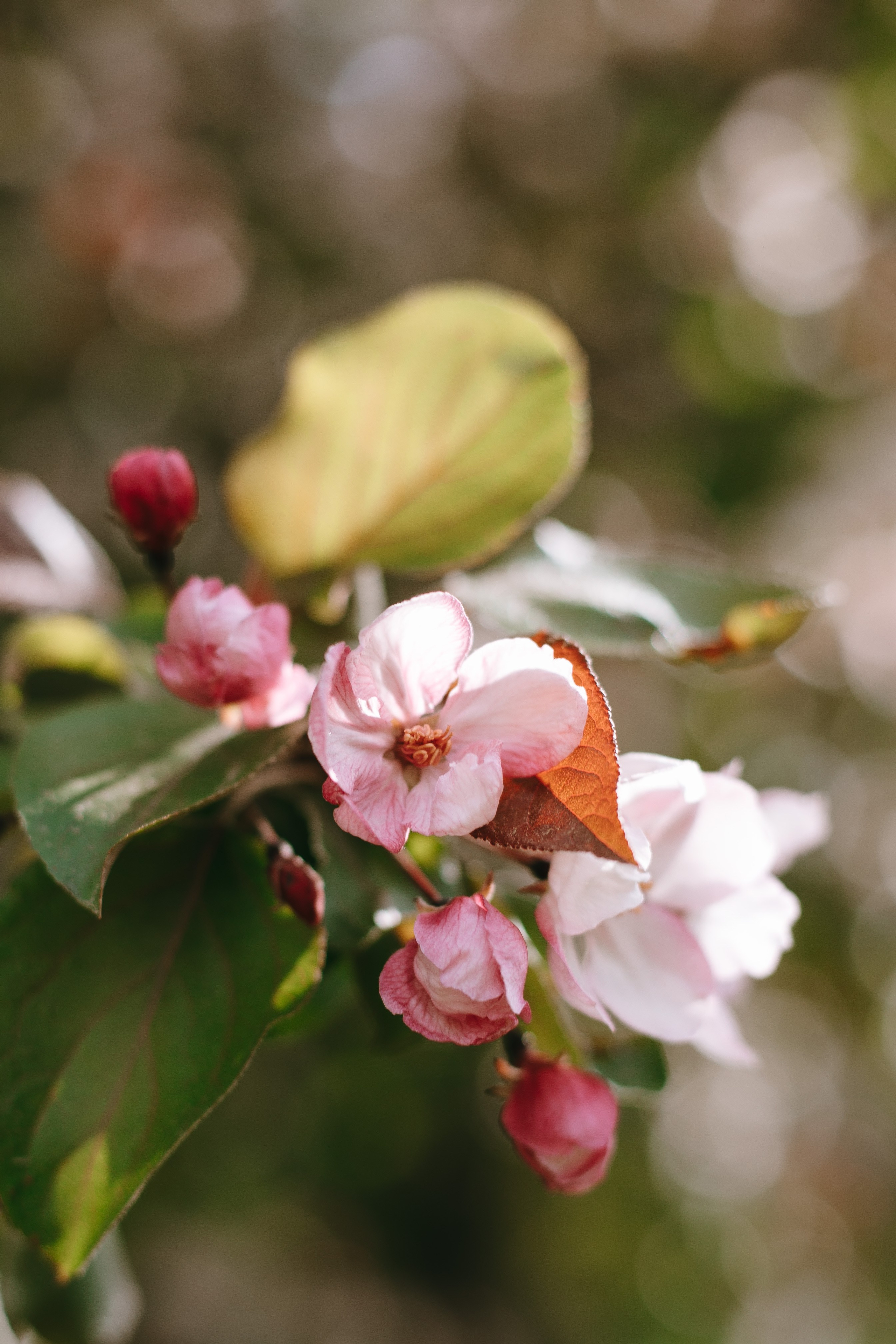 Blossom garden. СВАДЕБНЫЙ И СЕМЕЙНЫЙ ФОТОГРАФ В ЕКАТЕРИНБУРГЕ И СЫСЕРТИ