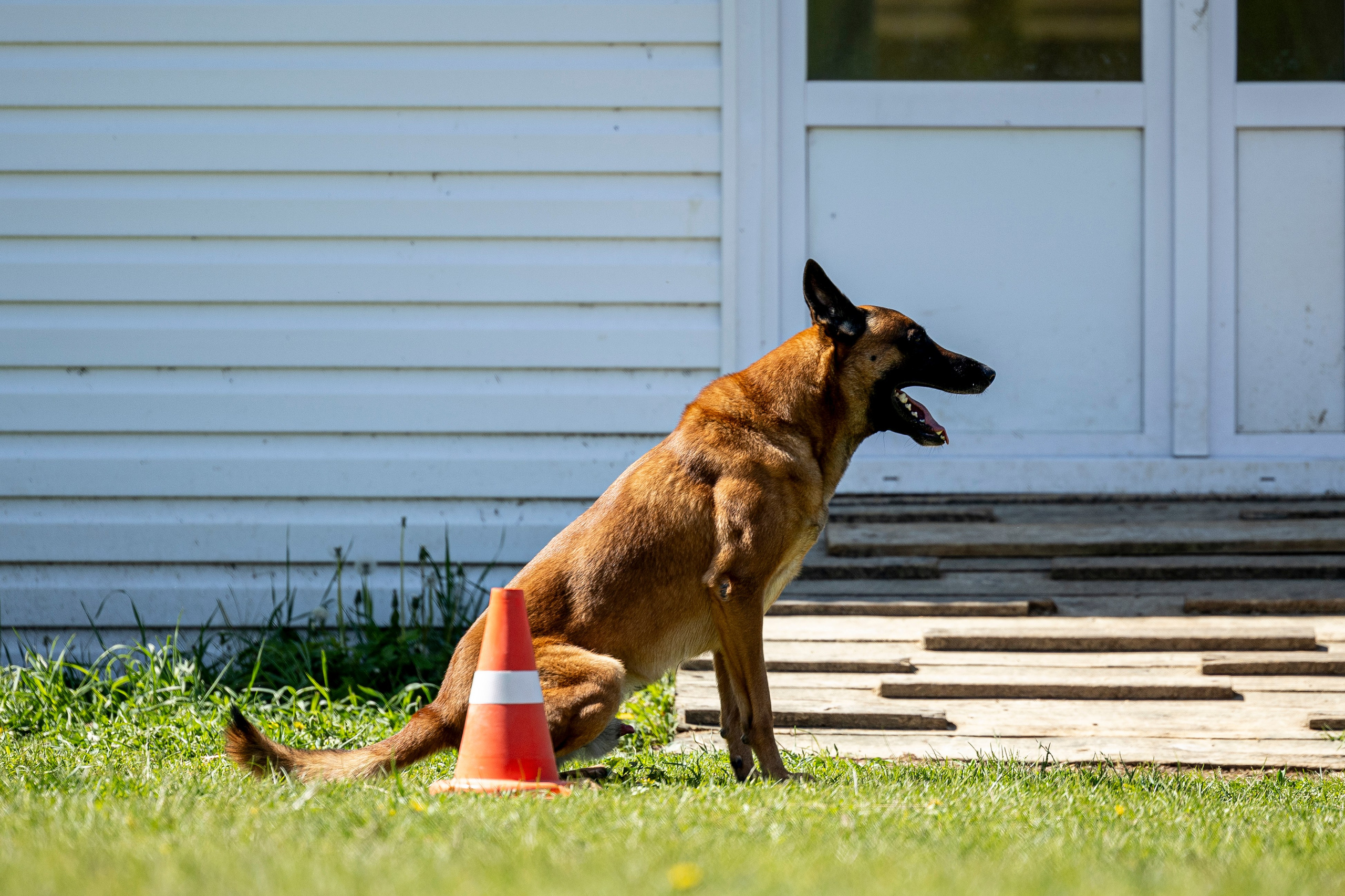 Испытания по мондьорингу в Нижнем Новгороде. Фотограф-анималист Анна Маринич