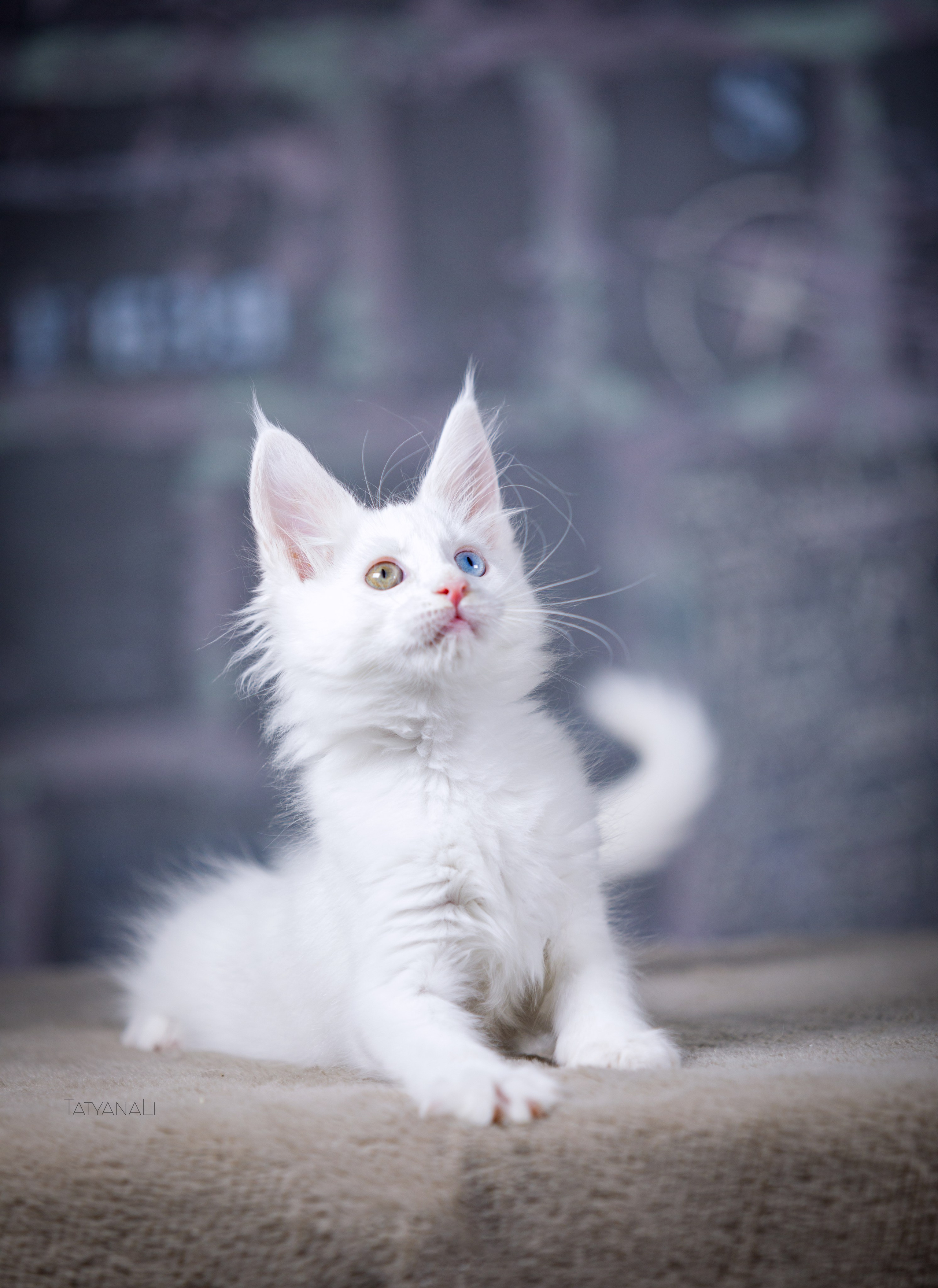 Котята. Фотограф — анималист Татьяна Ли