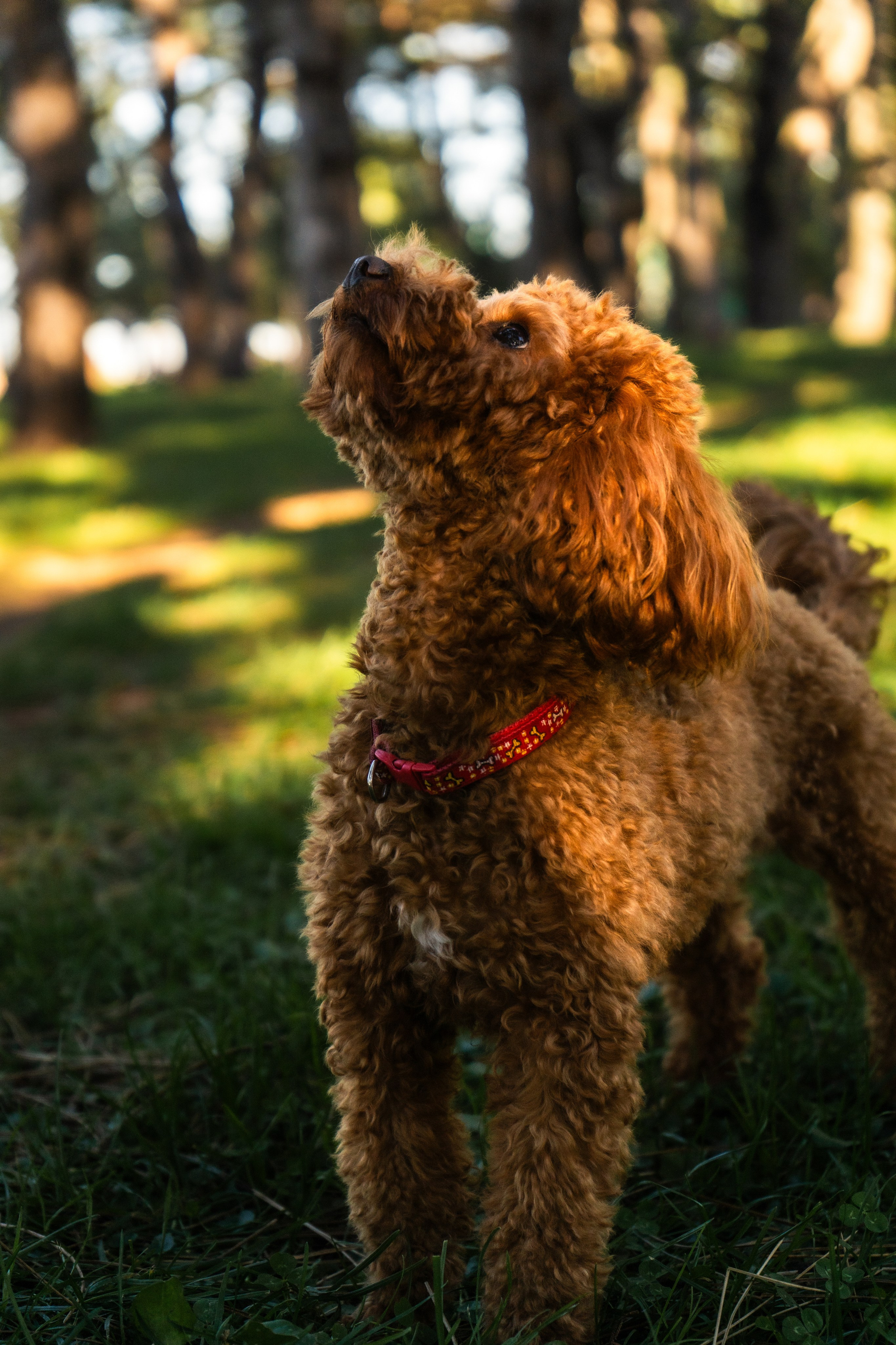 Pets. Makaroshkassirom — photographer in Minsk