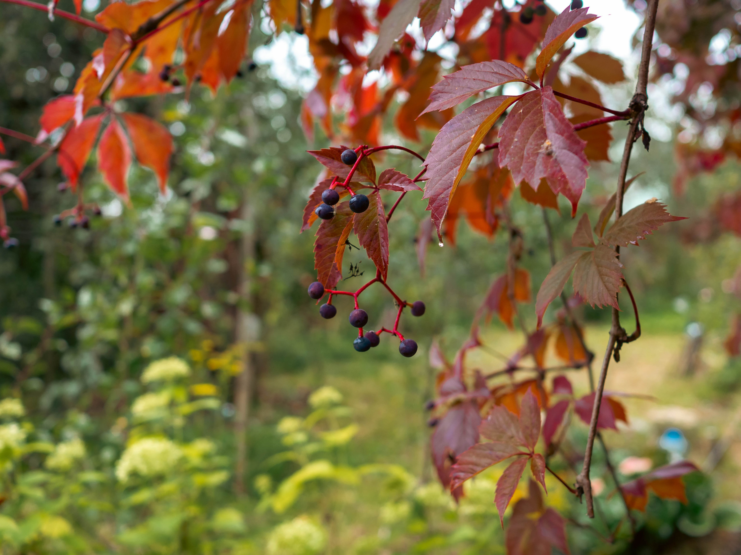 20230916 Дача. Дмитрий Ремизов. Фотография, как хобби
