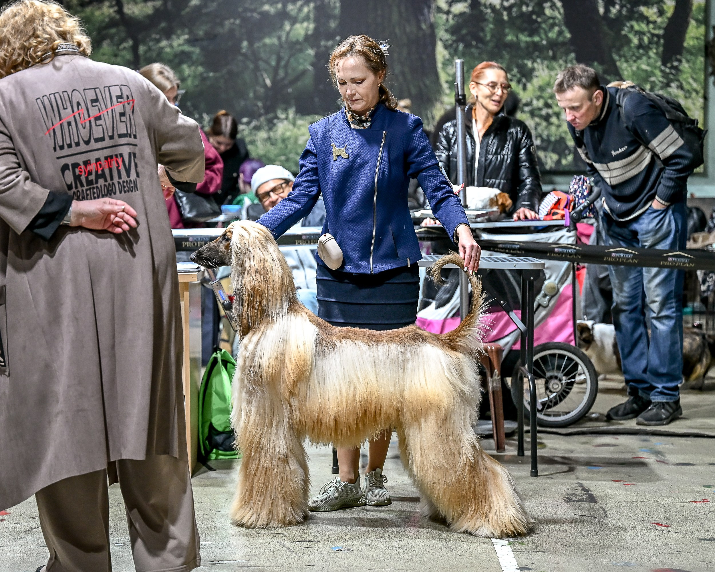 29.03.2026 KOO. Галерея фотографий афганской борзой