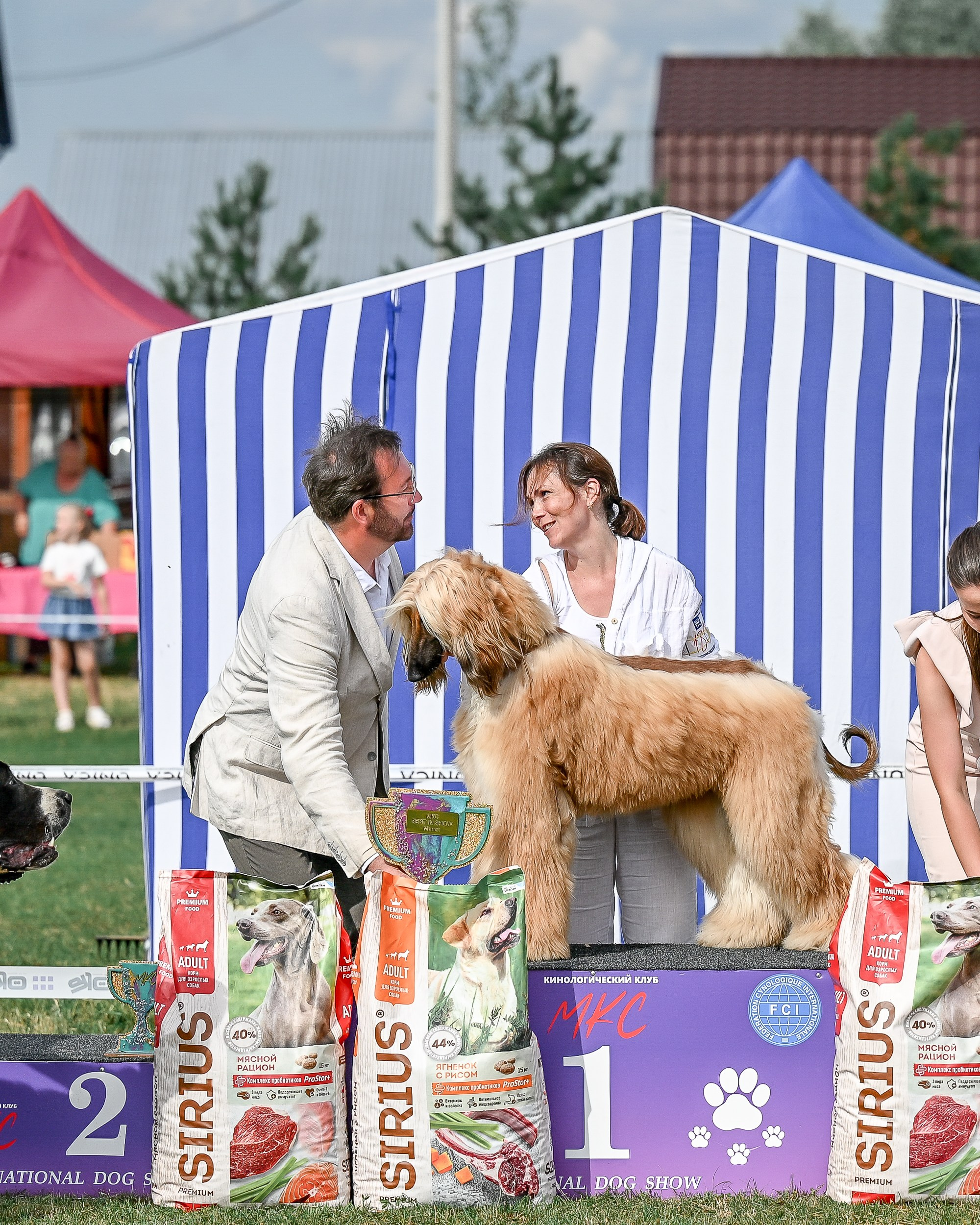 Республиканская выставка собак всех пород. Галерея фотографий афганской борзой
