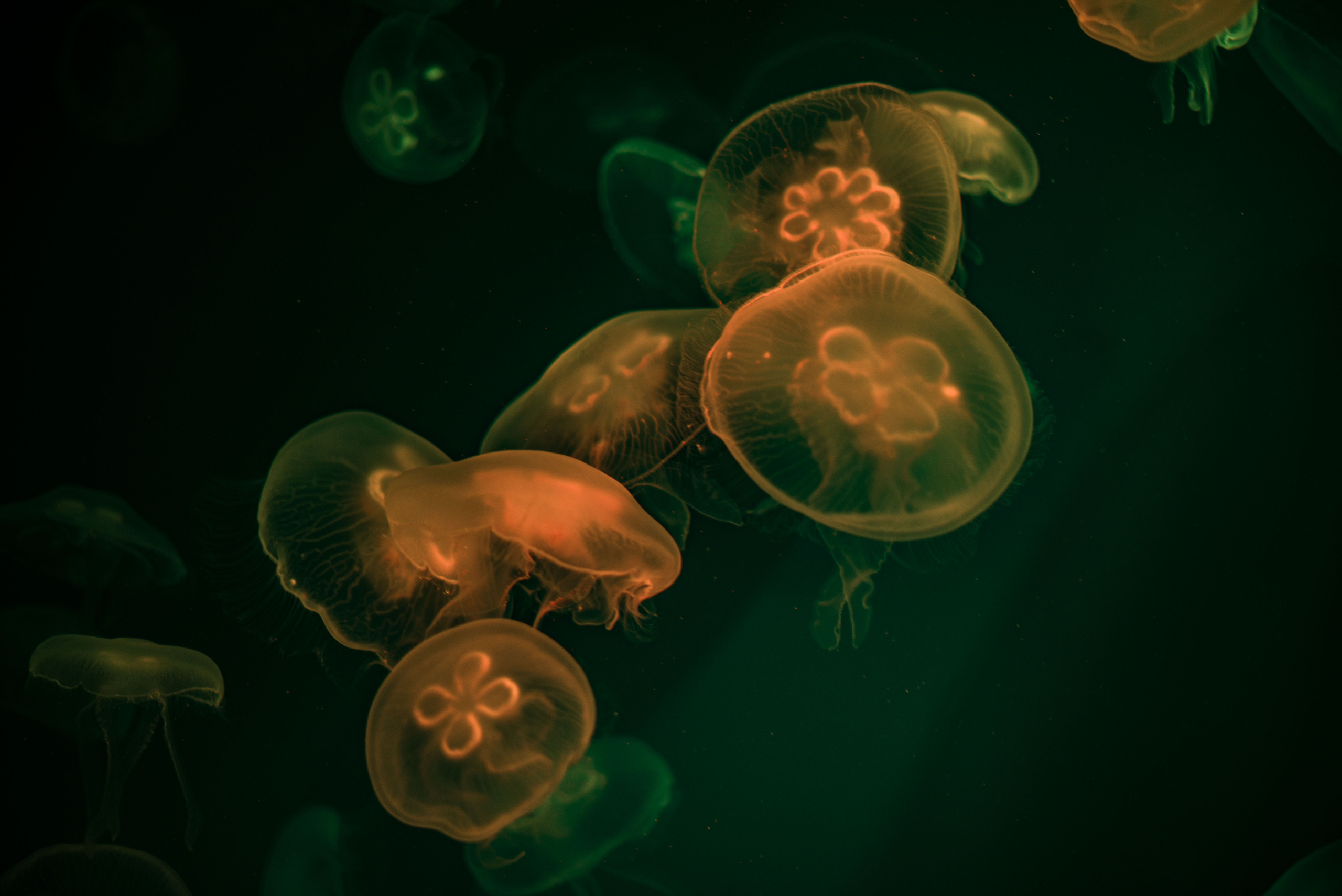 Животные. Фотограф-ретушер Анастасия Суровцева