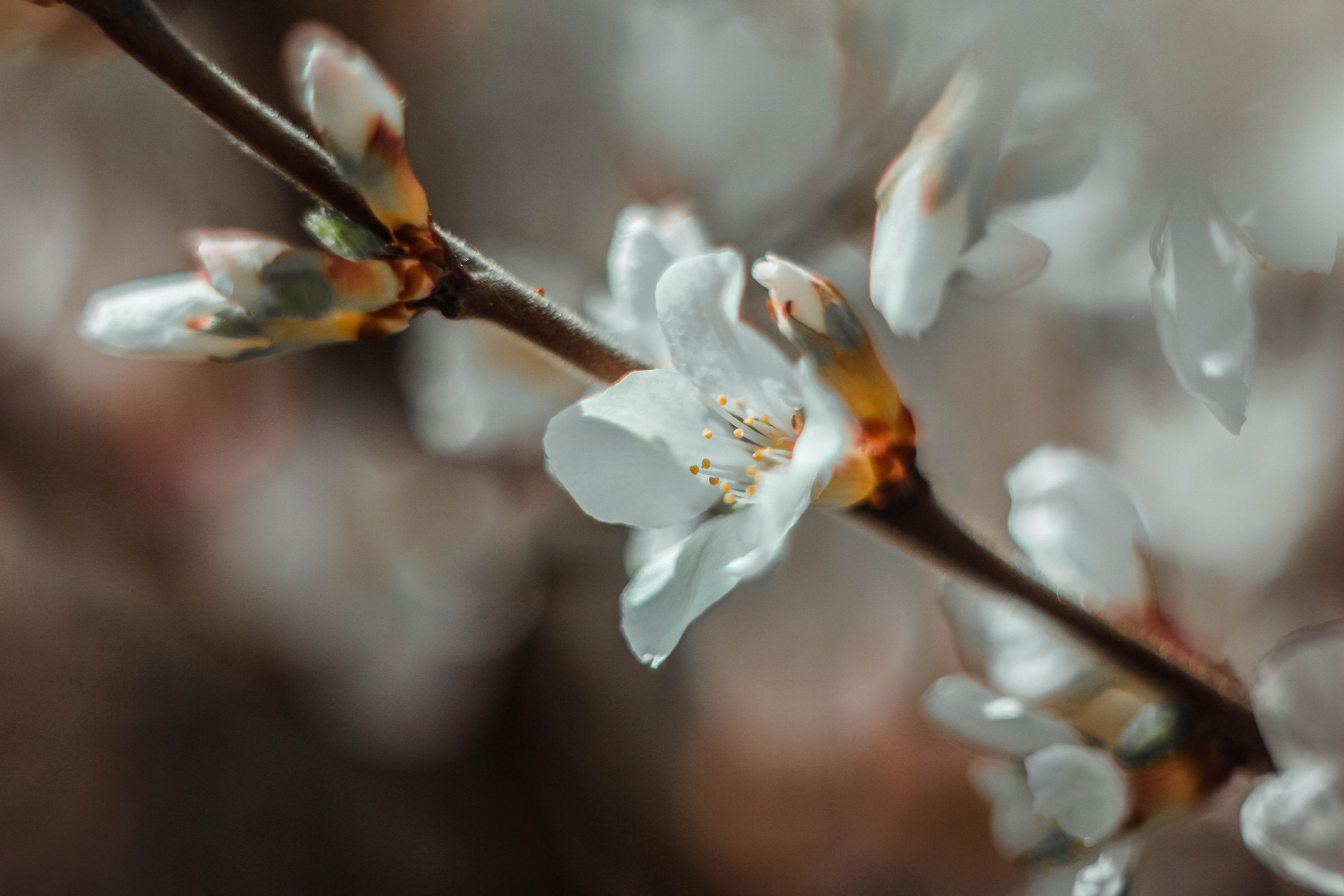 Природа. Фотограф-ретушер Анастасия Суровцева