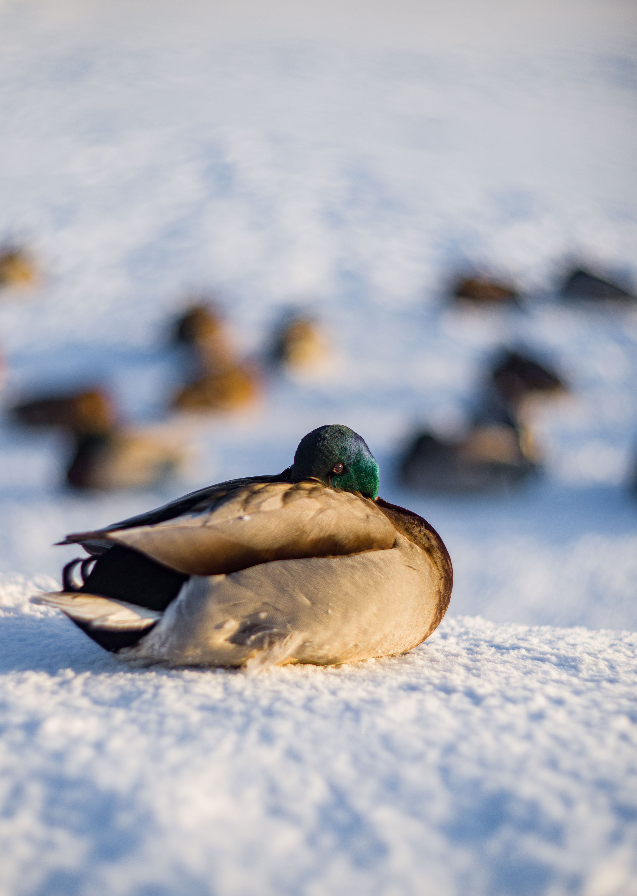 Животные. Фотограф-ретушер Анастасия Суровцева
