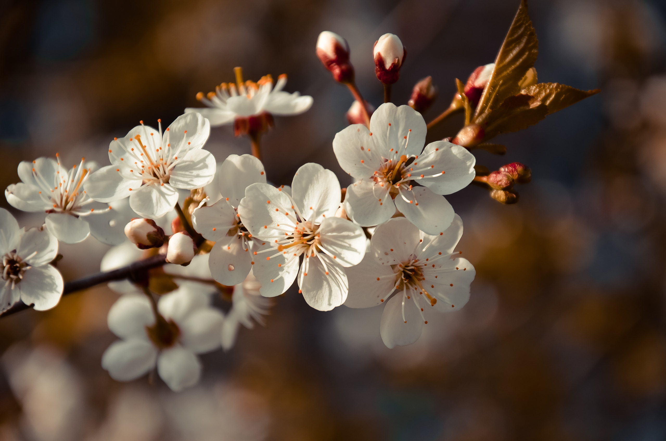 Природа. Фотограф-ретушер Анастасия Суровцева