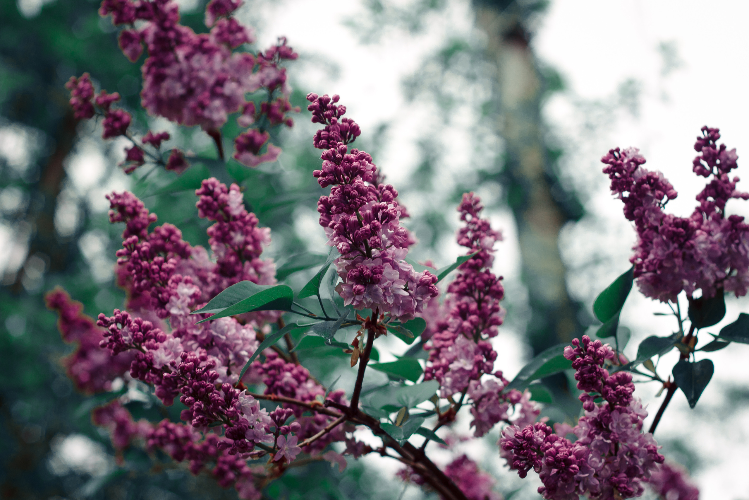 Природа. Фотограф-ретушер Анастасия Суровцева