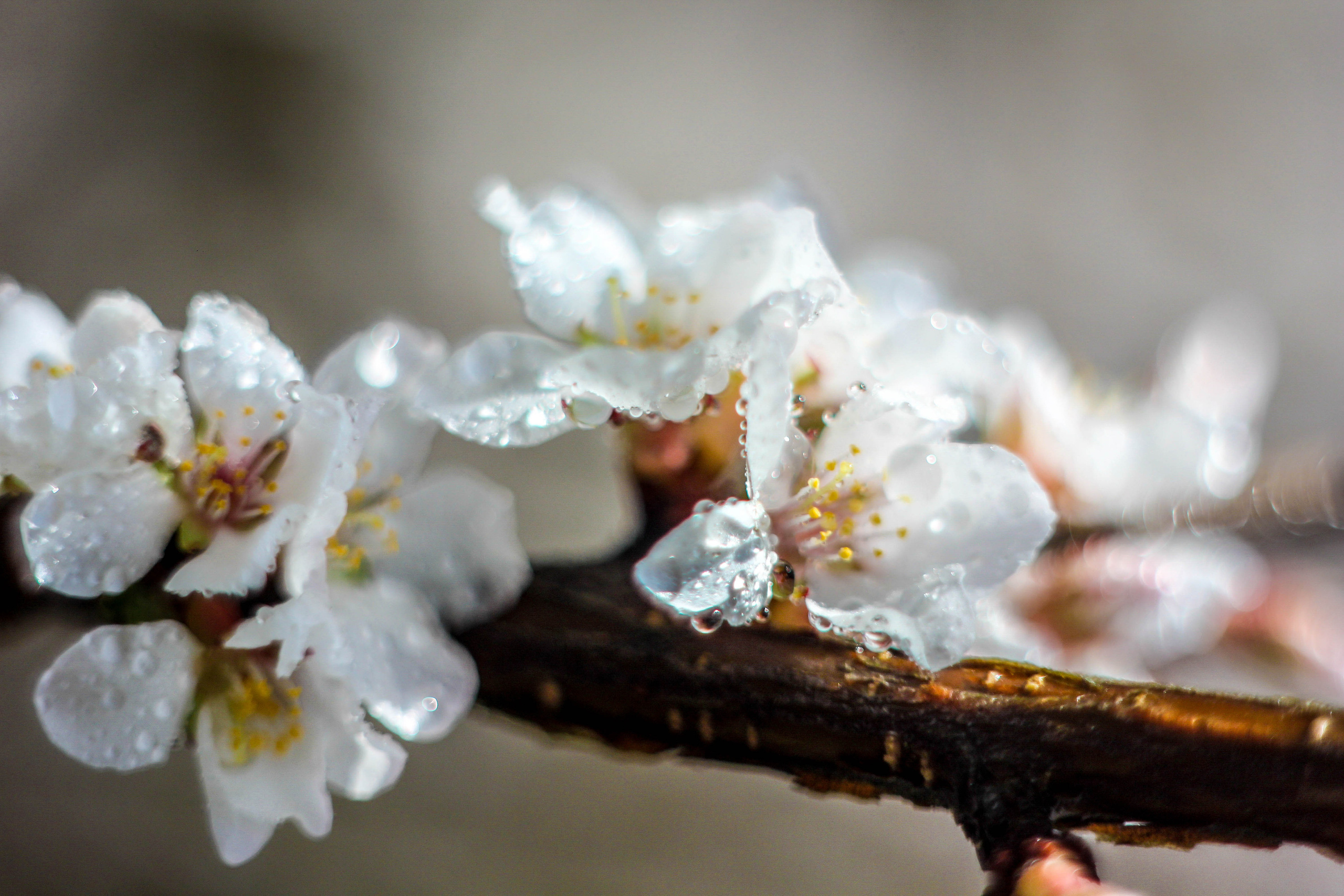 Природа. Фотограф-ретушер Анастасия Суровцева