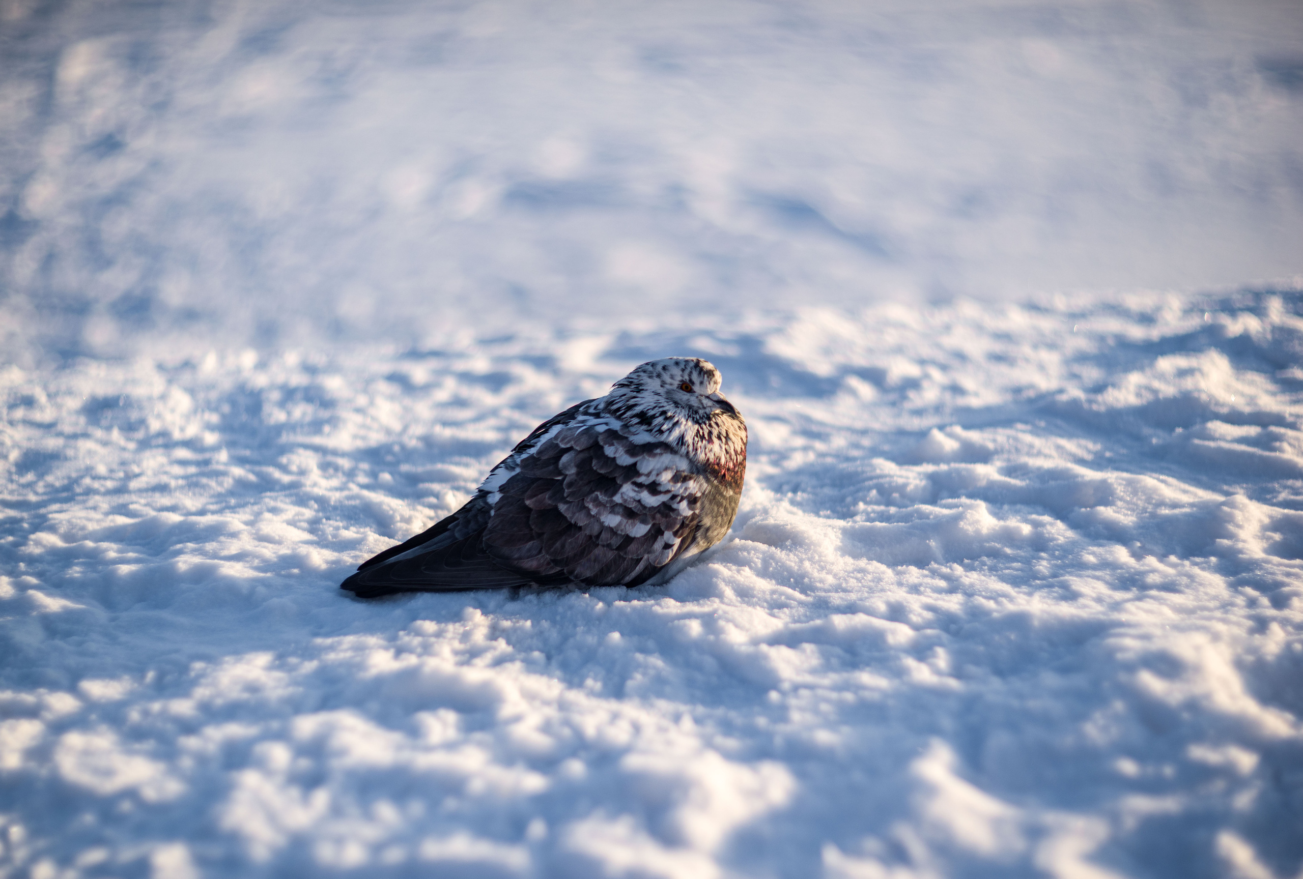 Животные. Фотограф-ретушер Анастасия Суровцева