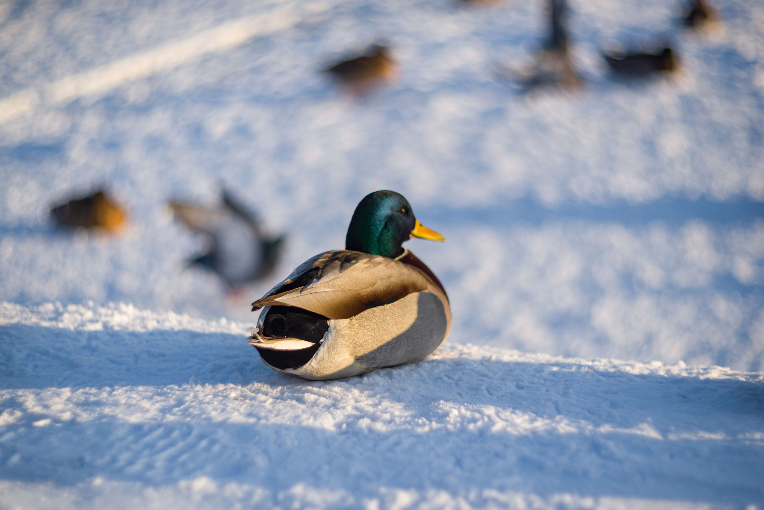 Животные. Фотограф-ретушер Анастасия Суровцева