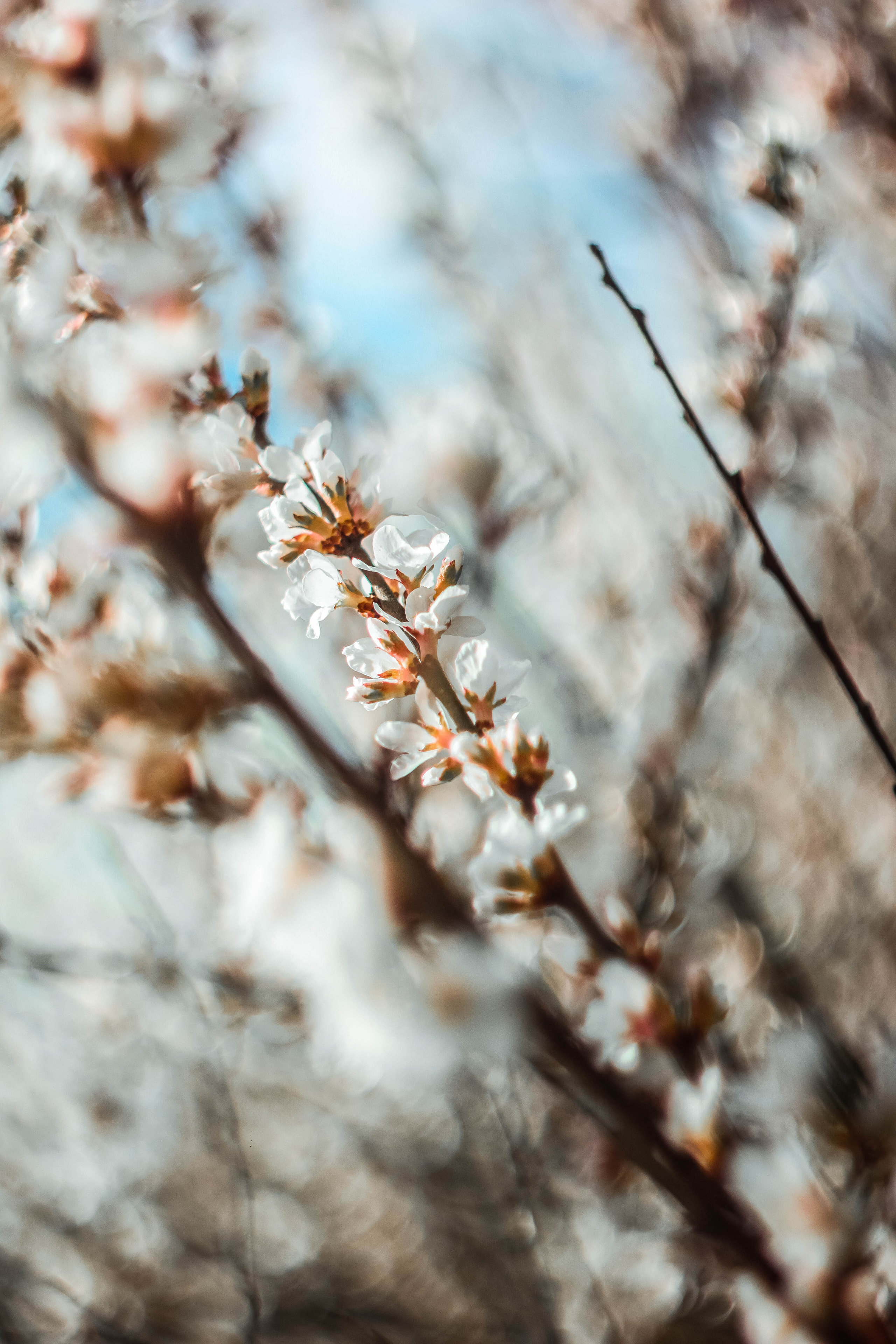 Природа. Фотограф-ретушер Анастасия Суровцева