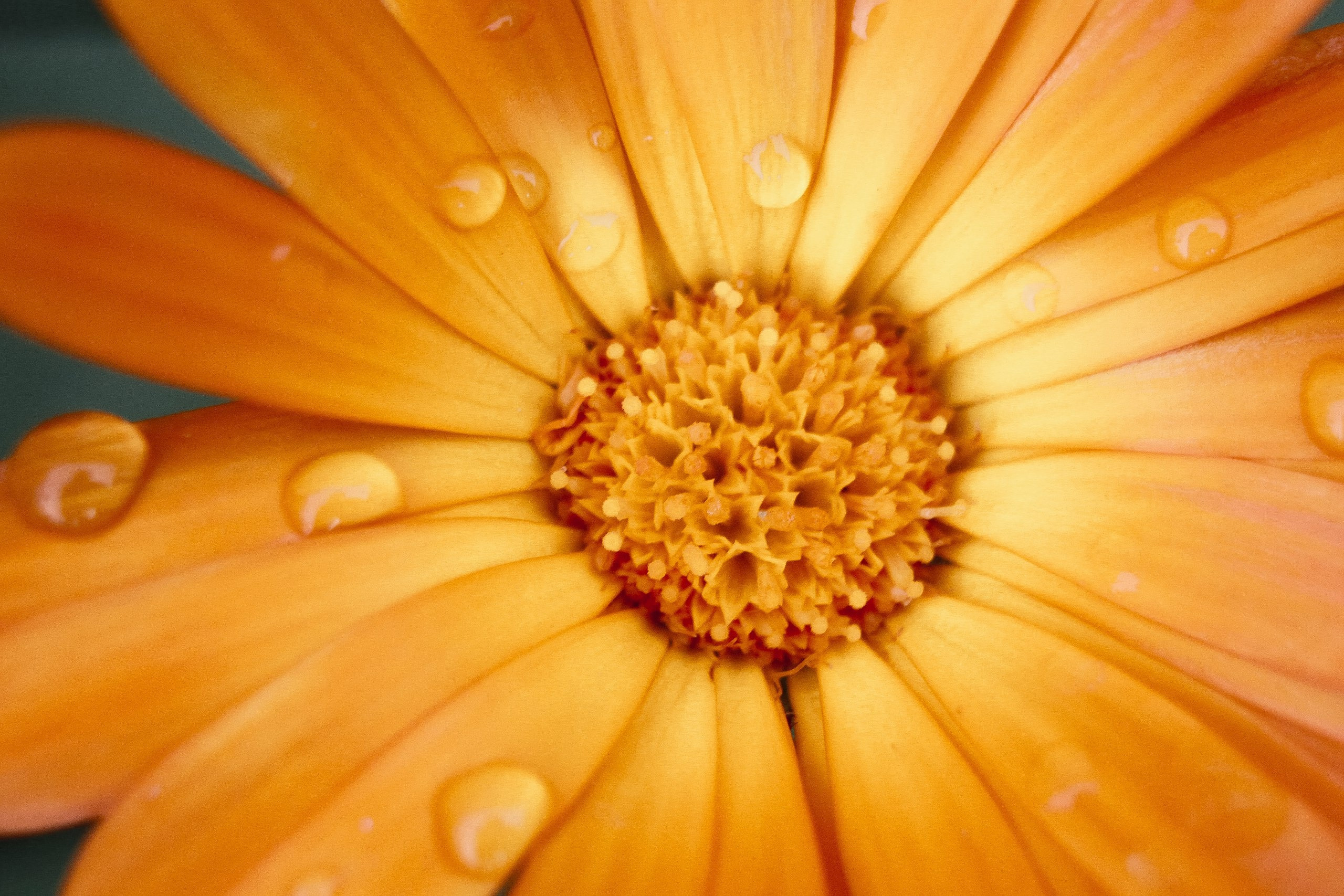 Природа. Фотограф-ретушер Анастасия Суровцева