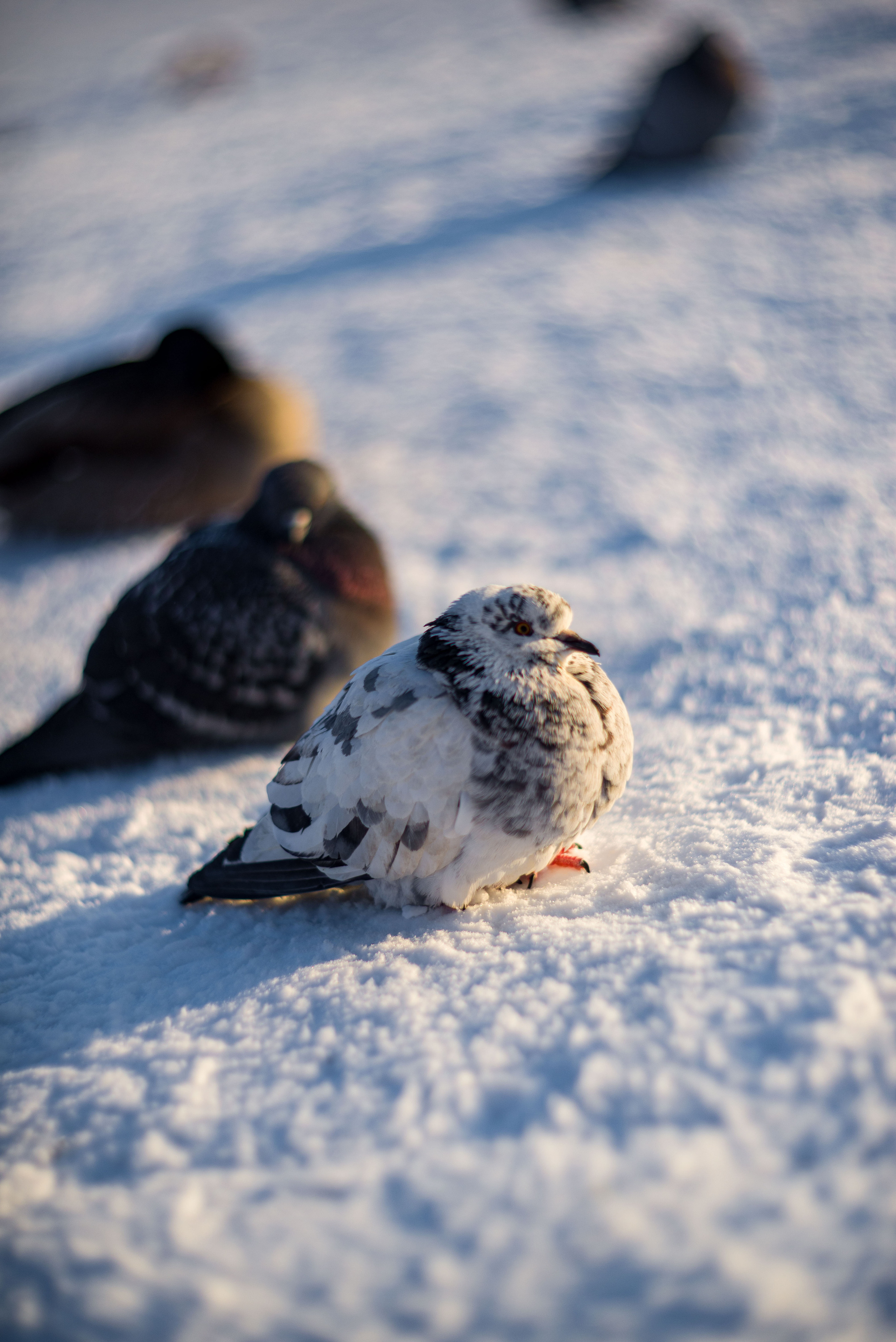 Животные. Фотограф-ретушер Анастасия Суровцева