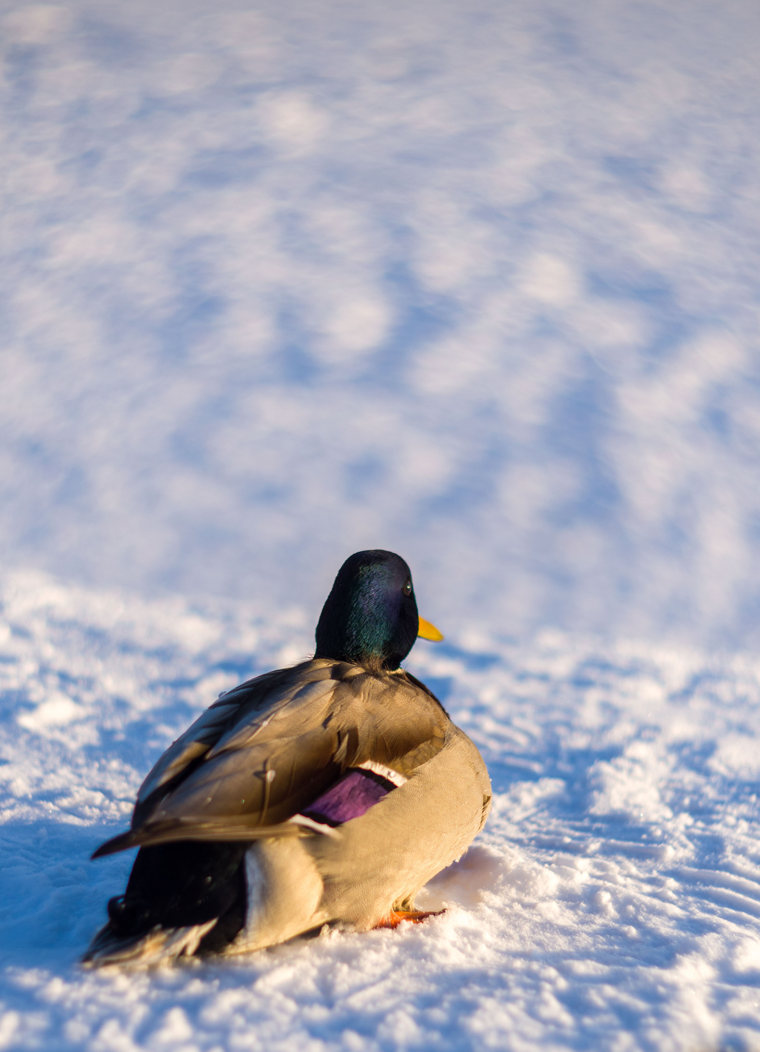 Животные. Фотограф-ретушер Анастасия Суровцева