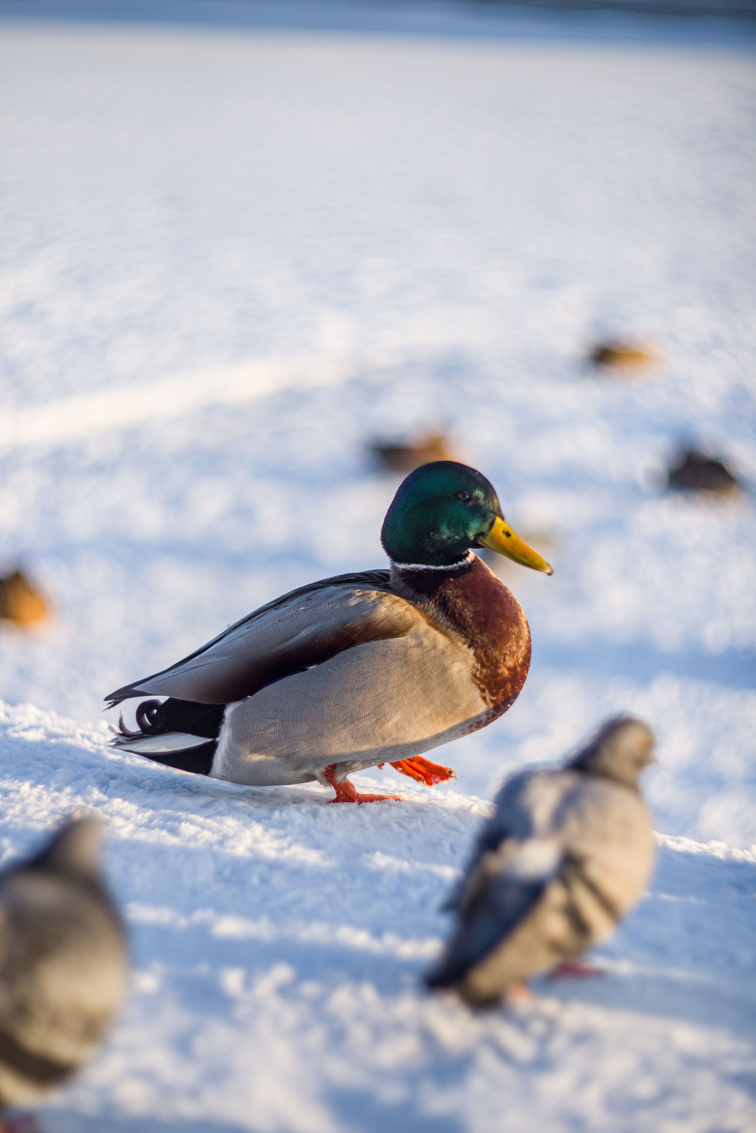 Животные. Фотограф-ретушер Анастасия Суровцева