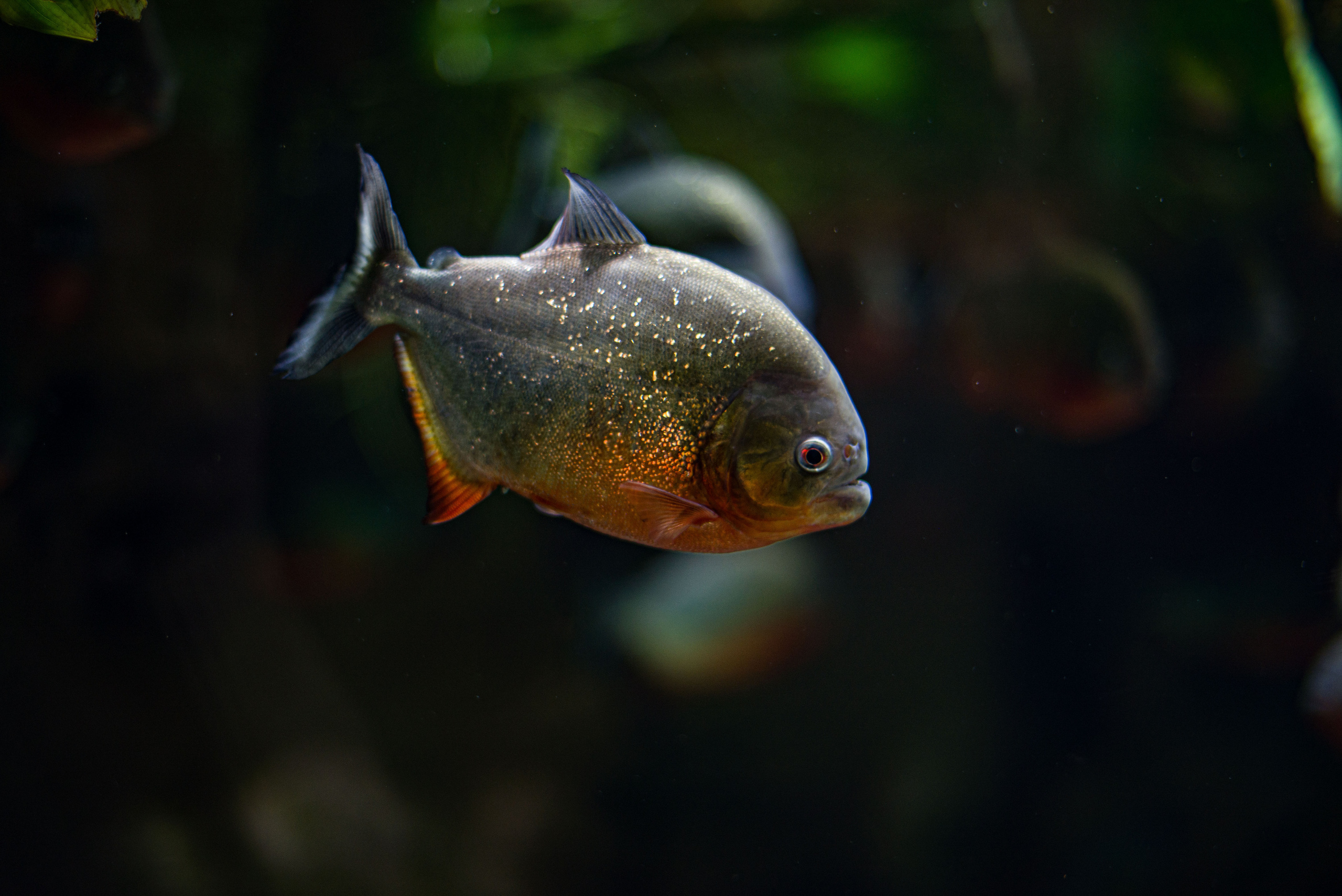 Животные. Фотограф-ретушер Анастасия Суровцева