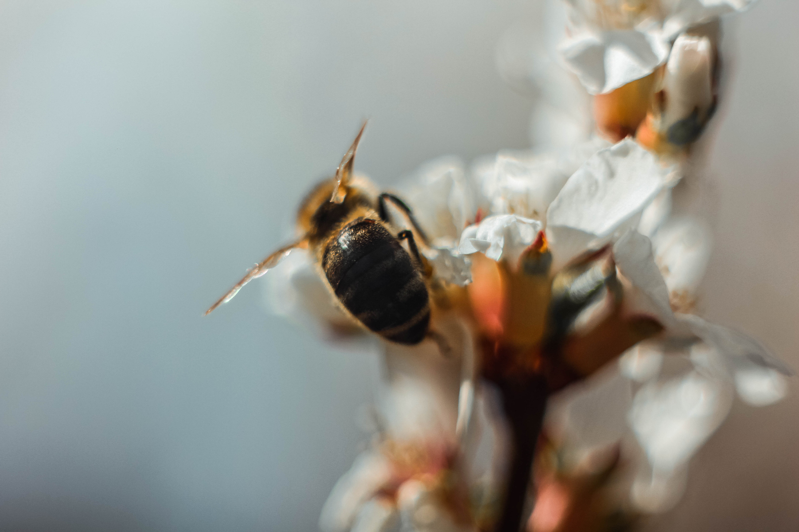 Животные. Фотограф-ретушер Анастасия Суровцева