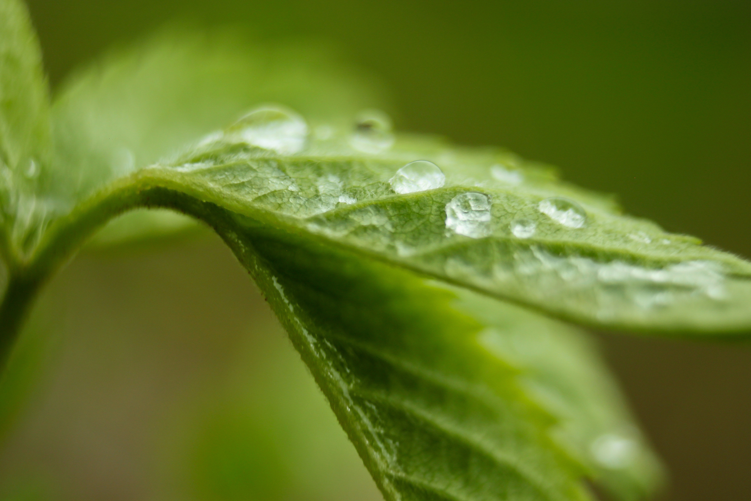 Природа. Фотограф-ретушер Анастасия Суровцева