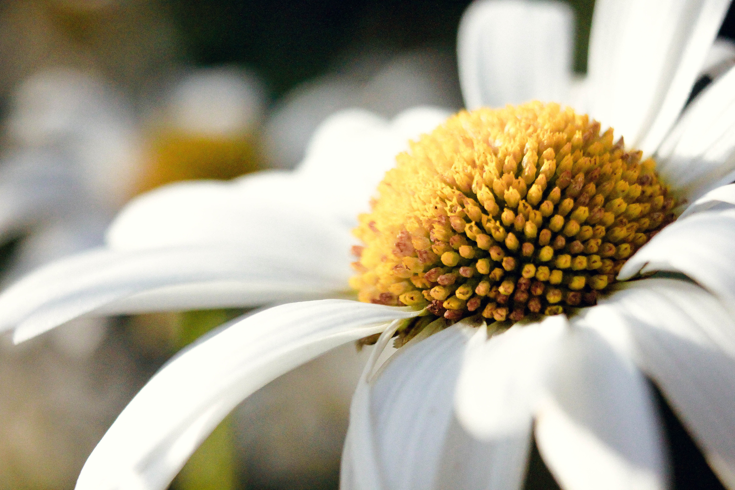 Природа. Фотограф-ретушер Анастасия Суровцева