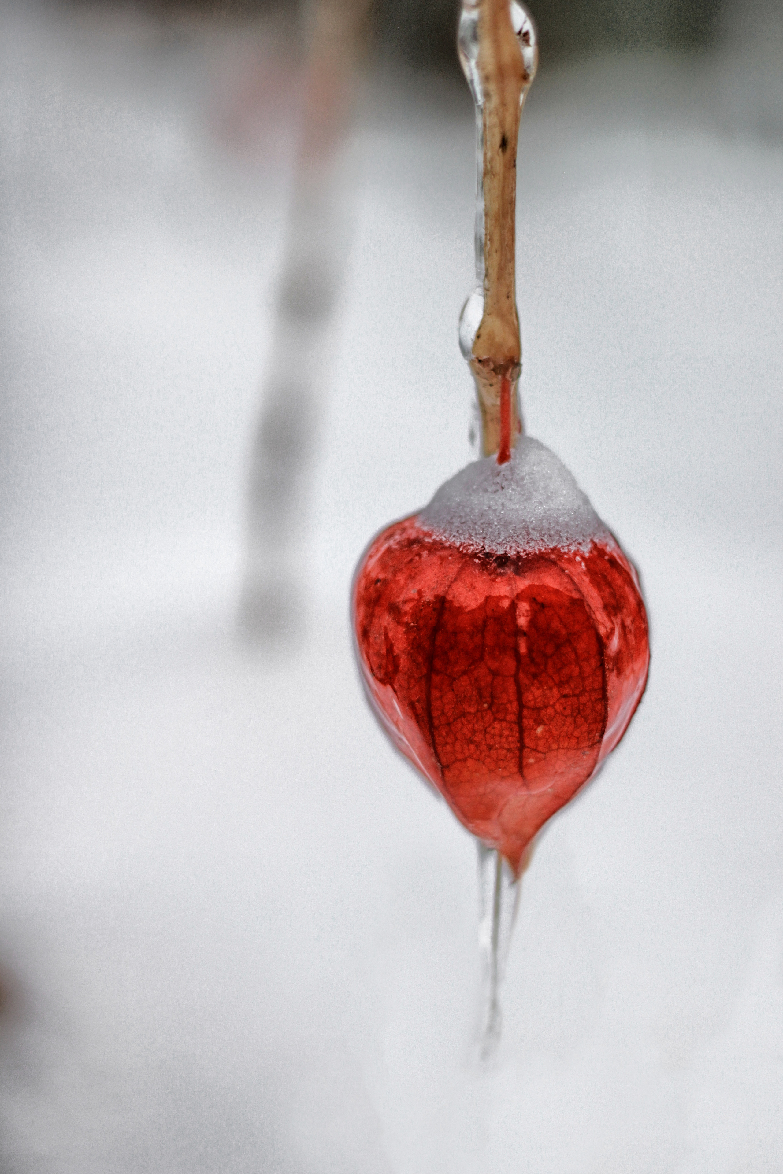 Природа. Фотограф-ретушер Анастасия Суровцева