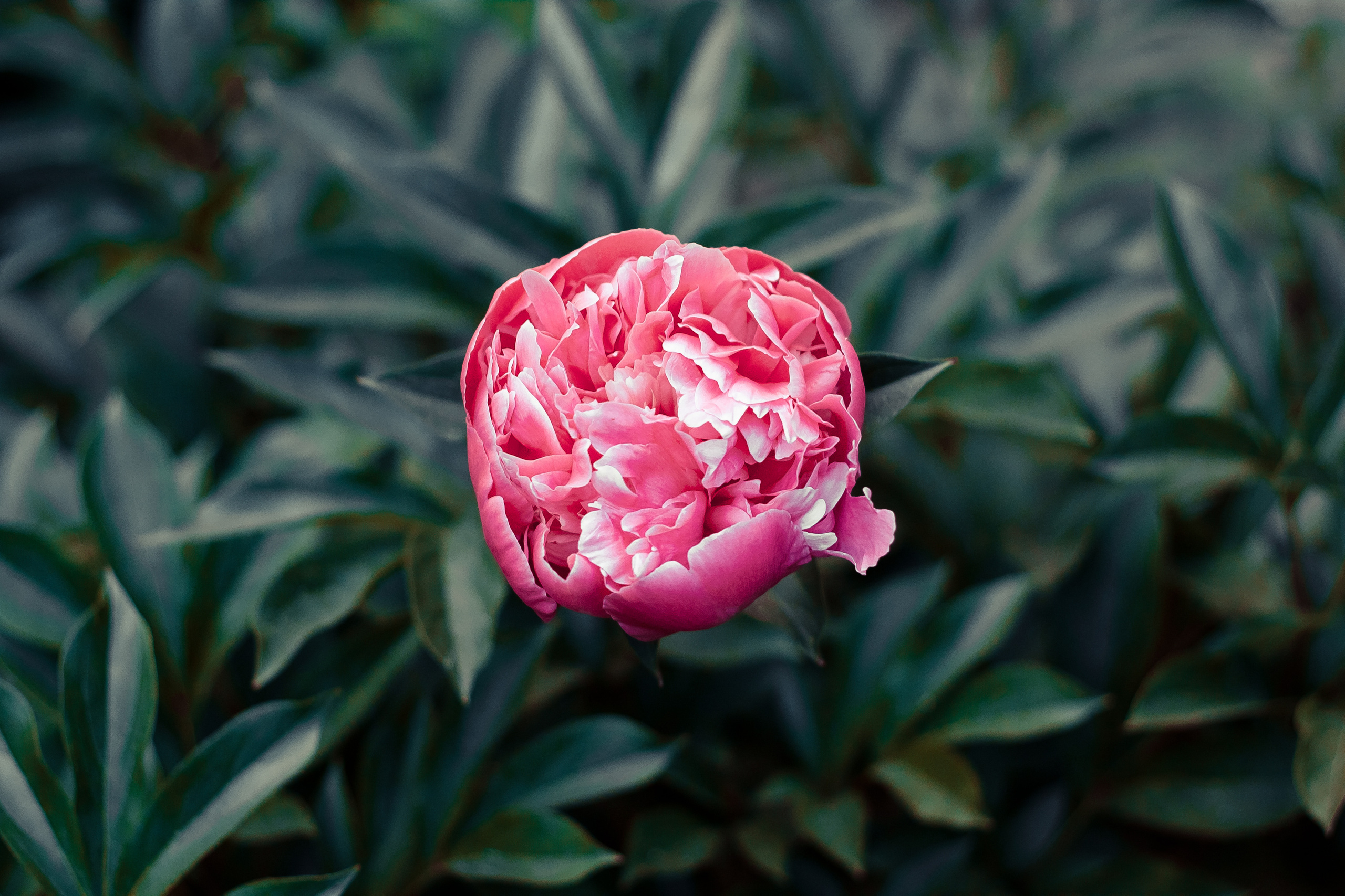 Природа. Фотограф-ретушер Анастасия Суровцева