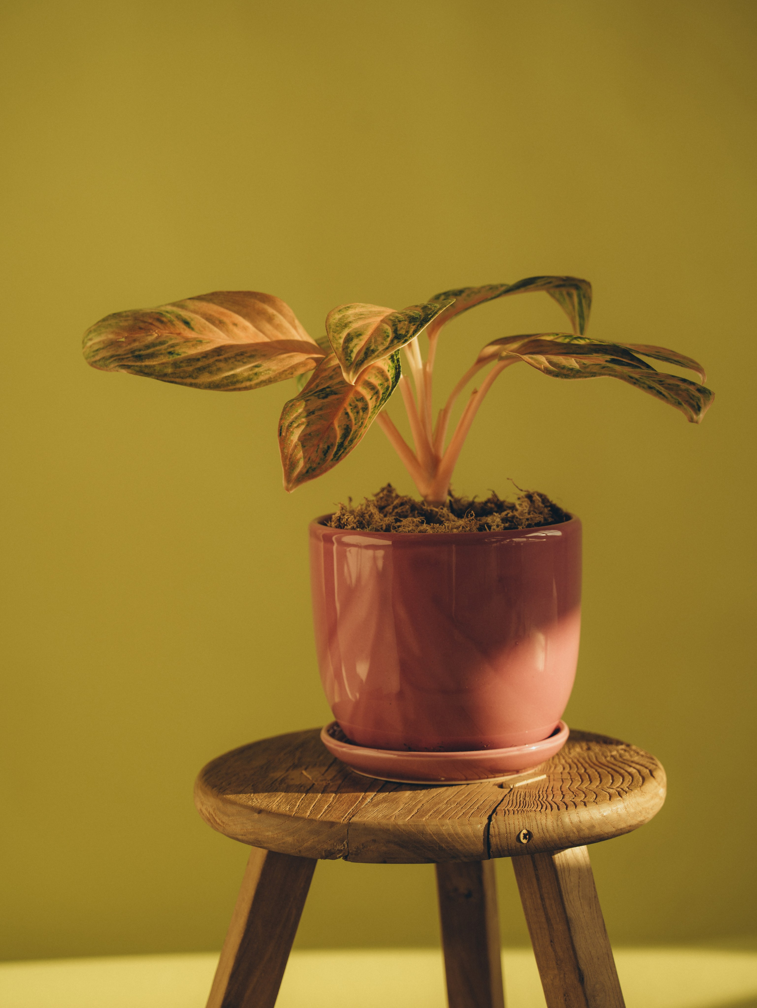 Контент. Фотограф на Камчатке Воронина Ульяна