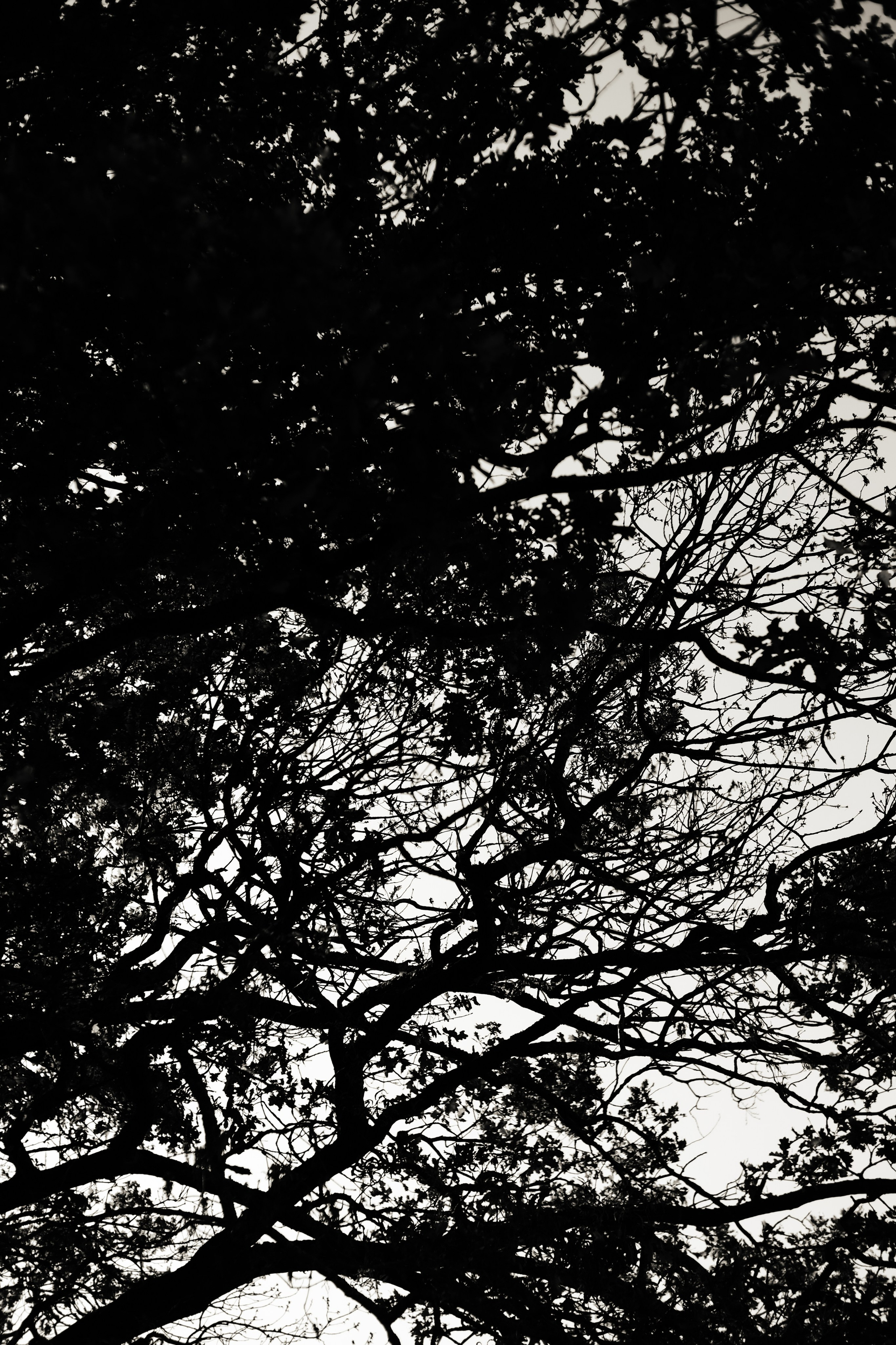 Костя. Съёмка с цветами в поле. Lickord