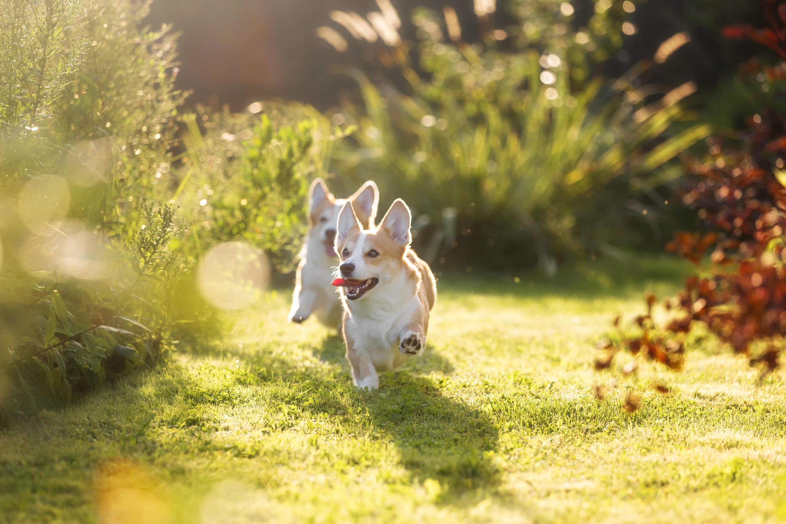 Собаки и не только. Фотограф Алена Звездина