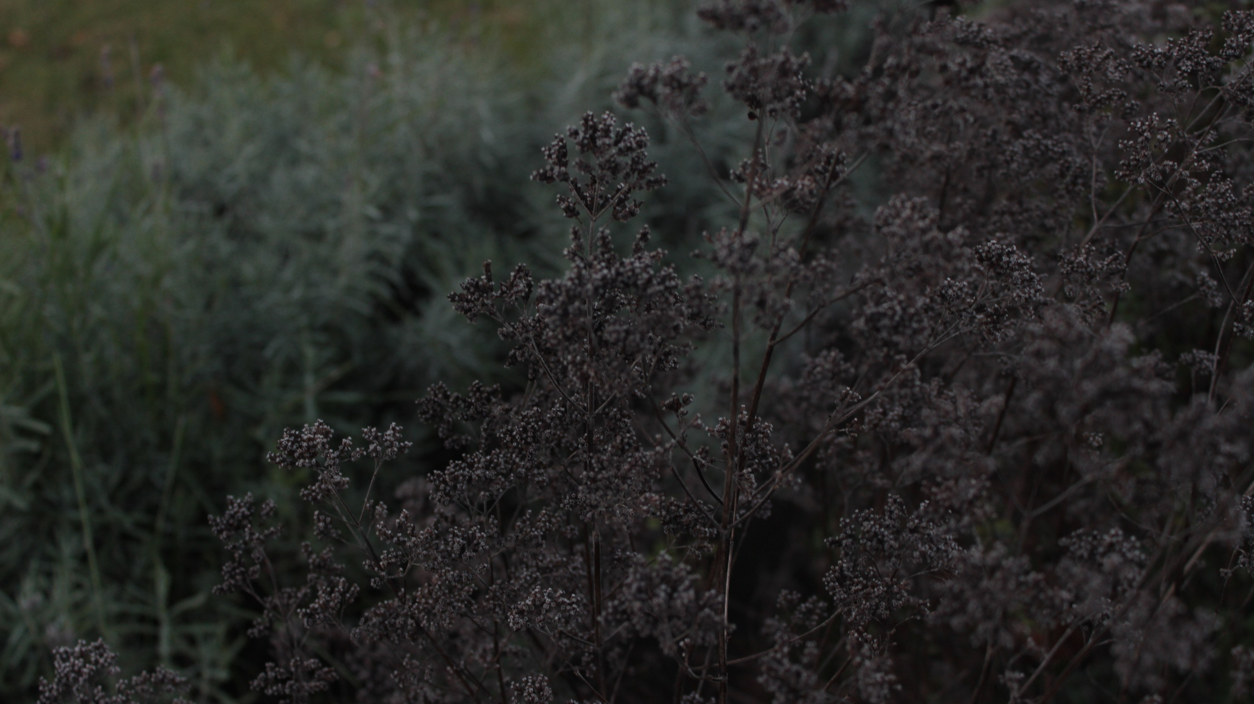 APOTHECARY GARDEN. LA. Ландшафтный дизайн в Минске и Гродно