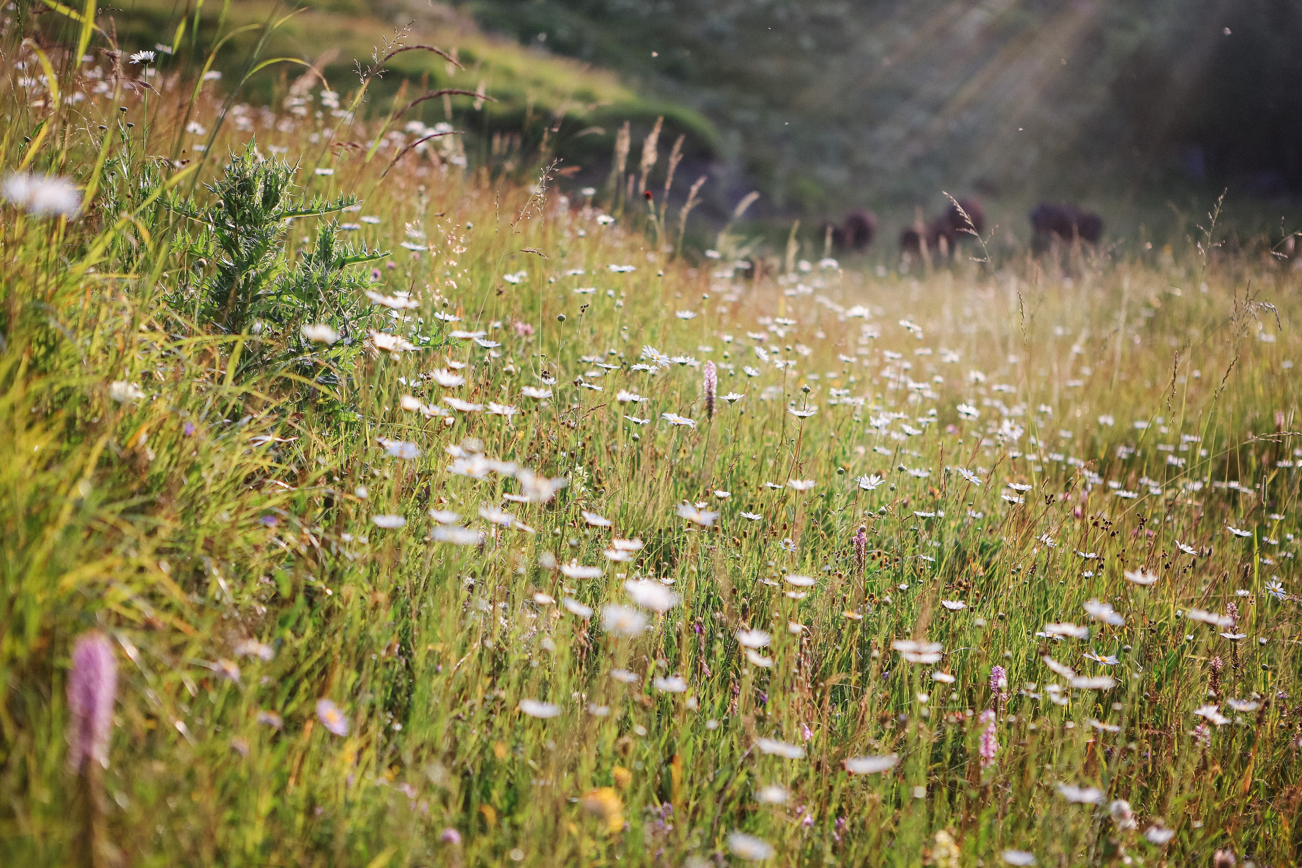 Пресс-тур для Неизвестного Кавказа. Свадебный и портретный фотограф в Пятигорске, КМВ — Власова Юля