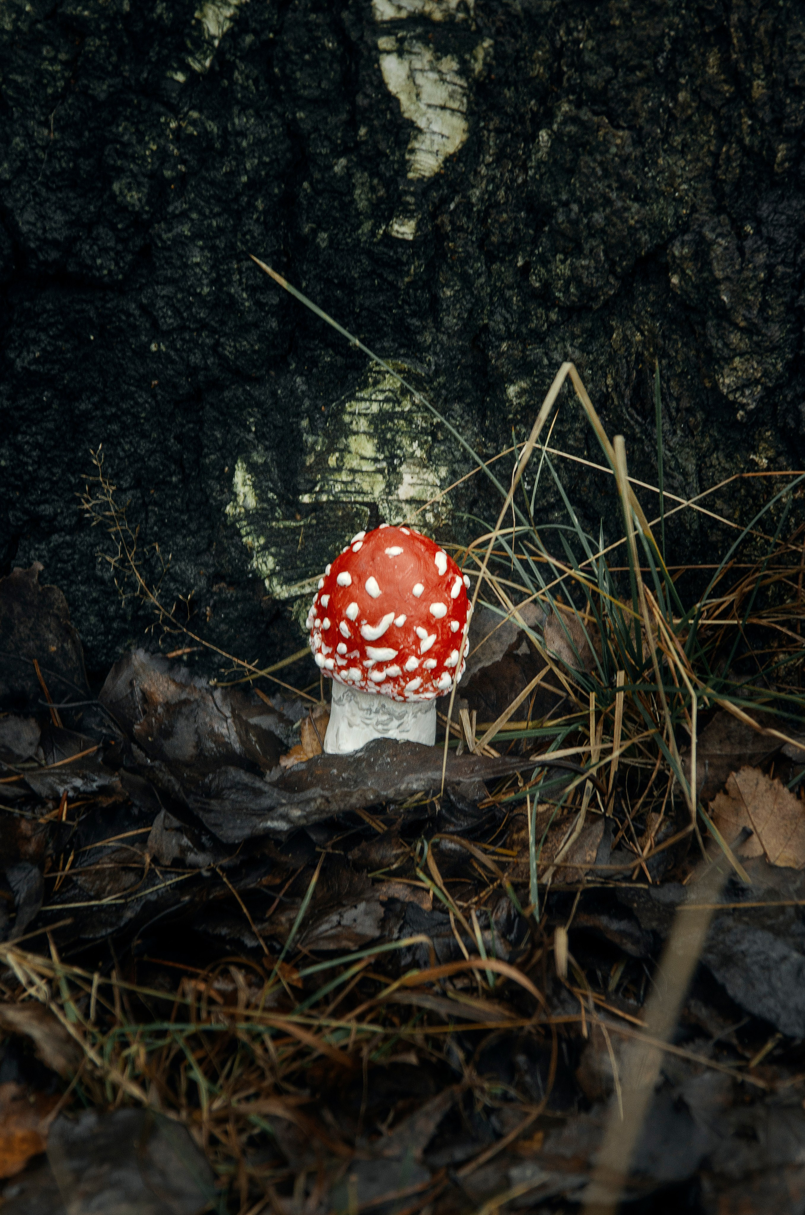 Атлас аманитовых чудес. Фотосессии по мотивам сказок и фильмов — Катерина Исауленко. СПб