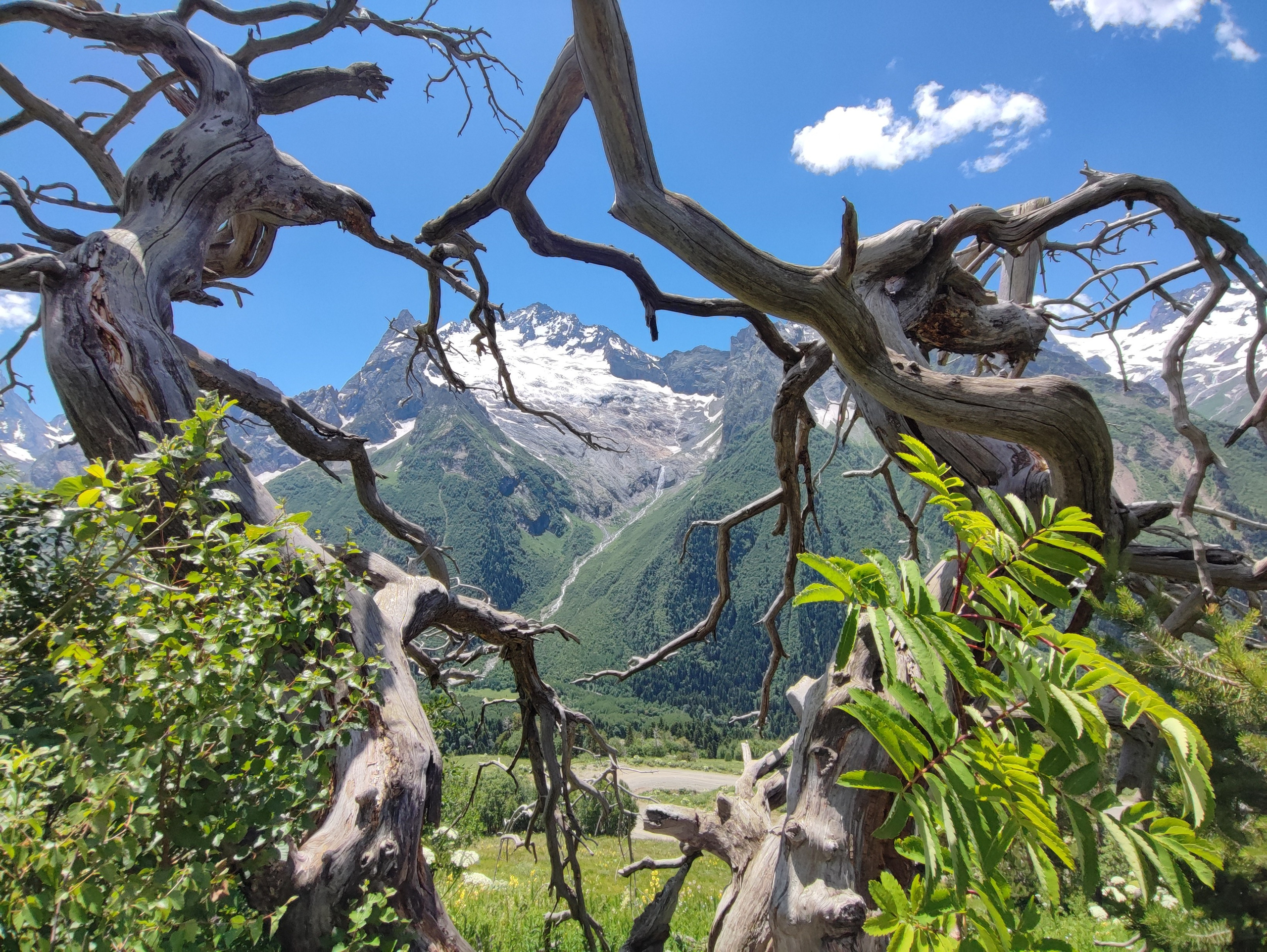 Намобилкус кавказский. Репортажный фотограф Алексей Пирязев